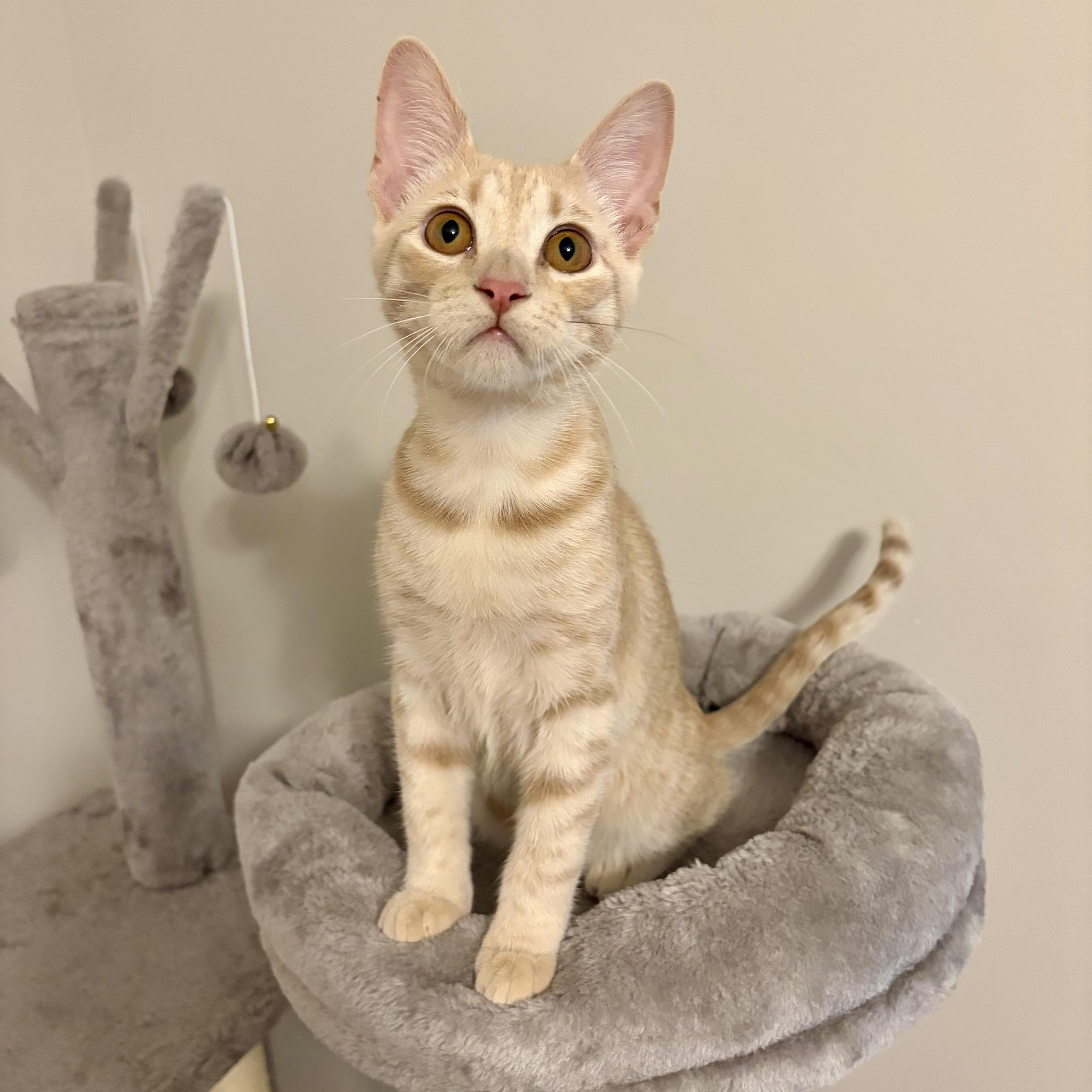 Bloom, a Adoptable Domestic Short Hair in Murphysboro, IL image 1/6