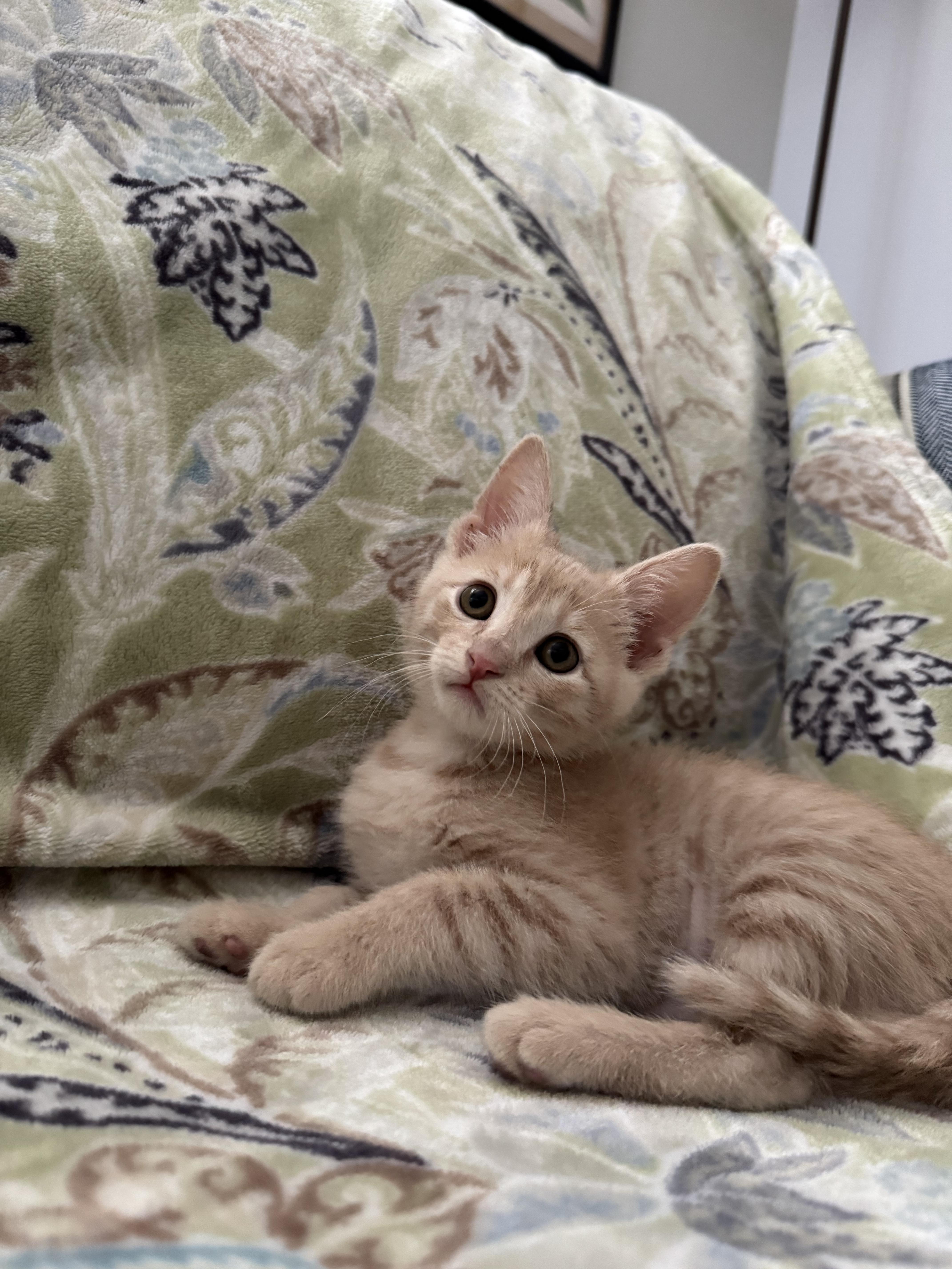 Enlarge Bloom, a Adoptable Domestic Short Hair in Murphysboro, IL image 2/2