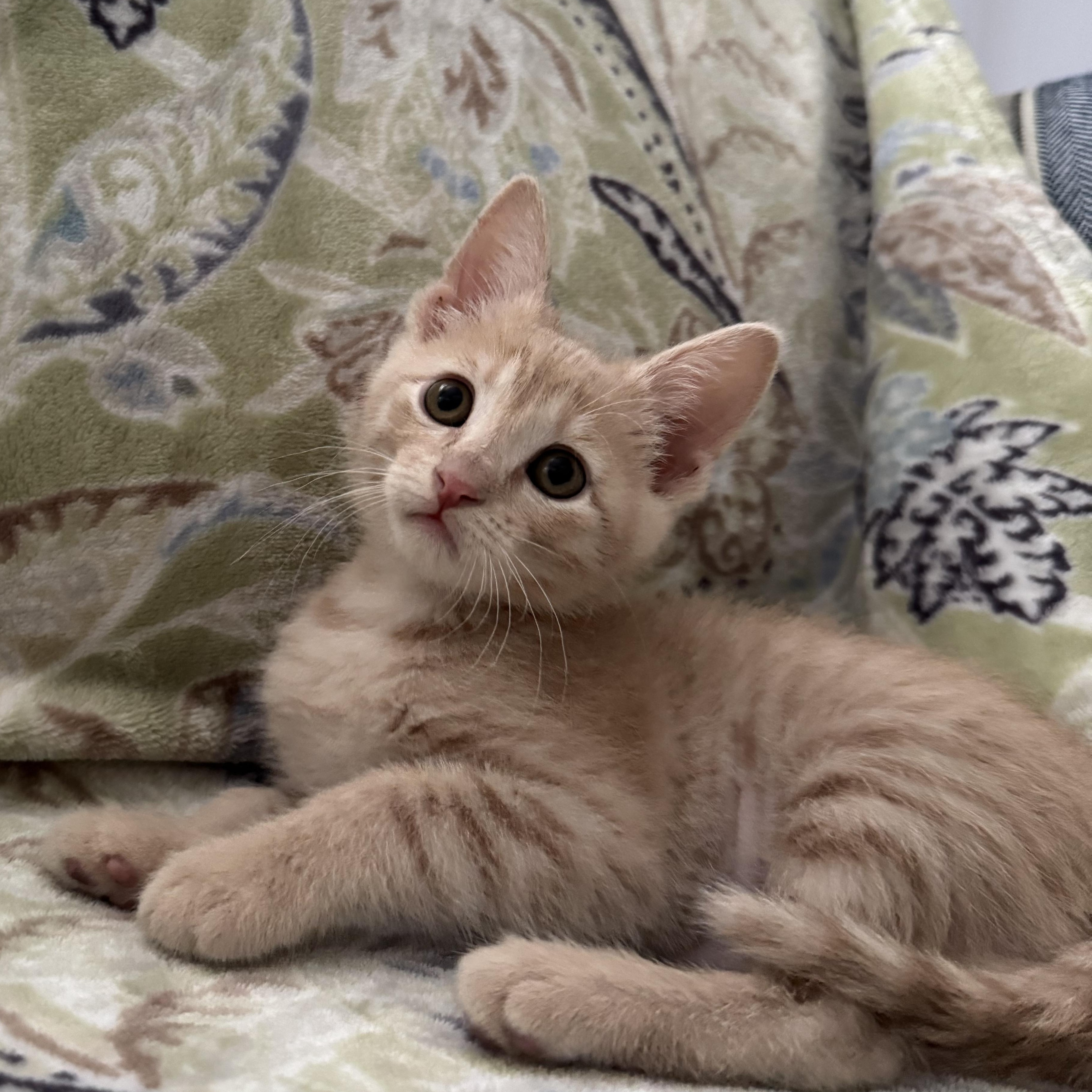 Enlarge Bloom, a Adoptable Domestic Short Hair in Murphysboro, IL image 2/2