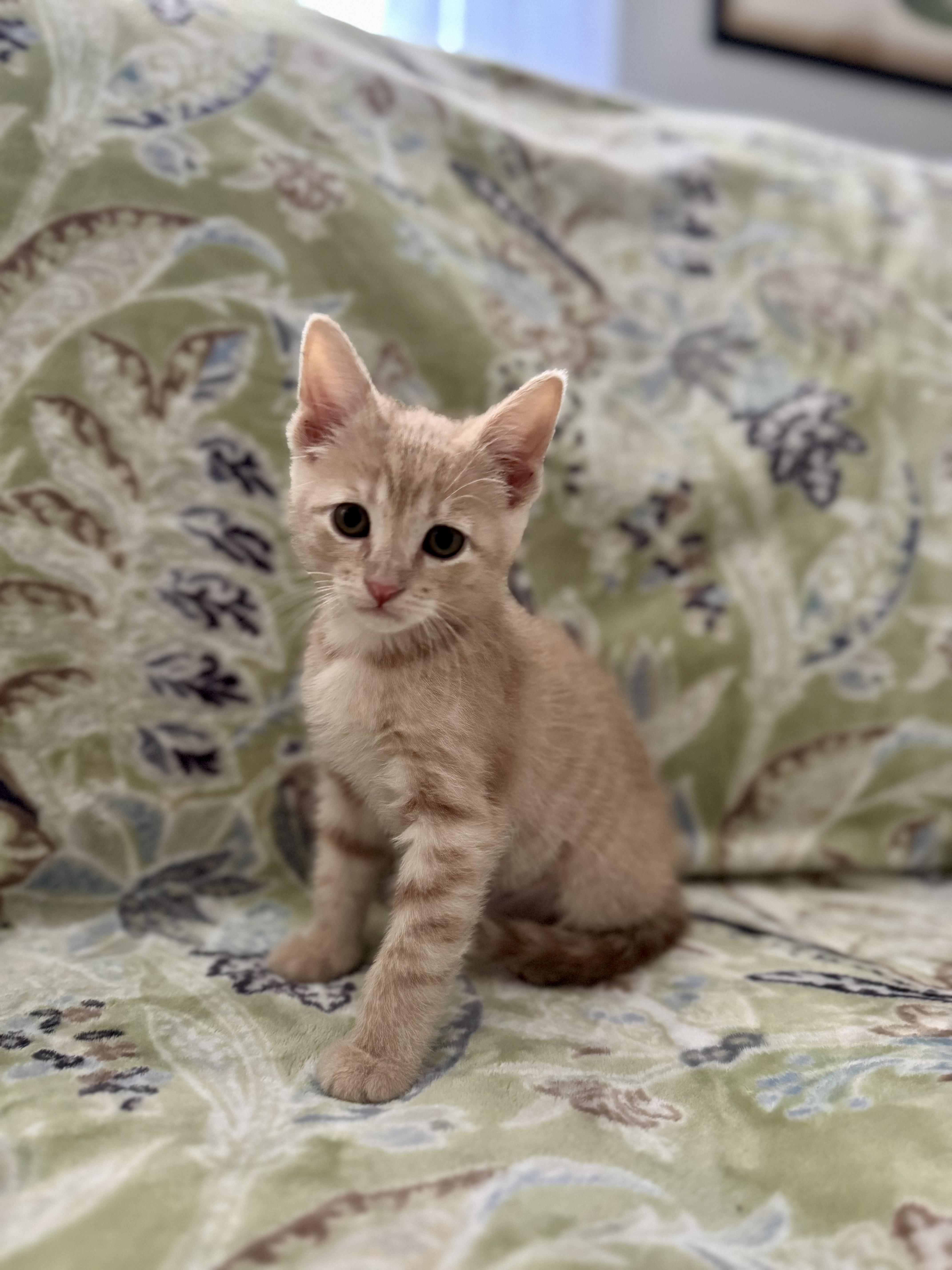 Enlarge Bloom, a Adoptable Domestic Short Hair in Murphysboro, IL image 1/2