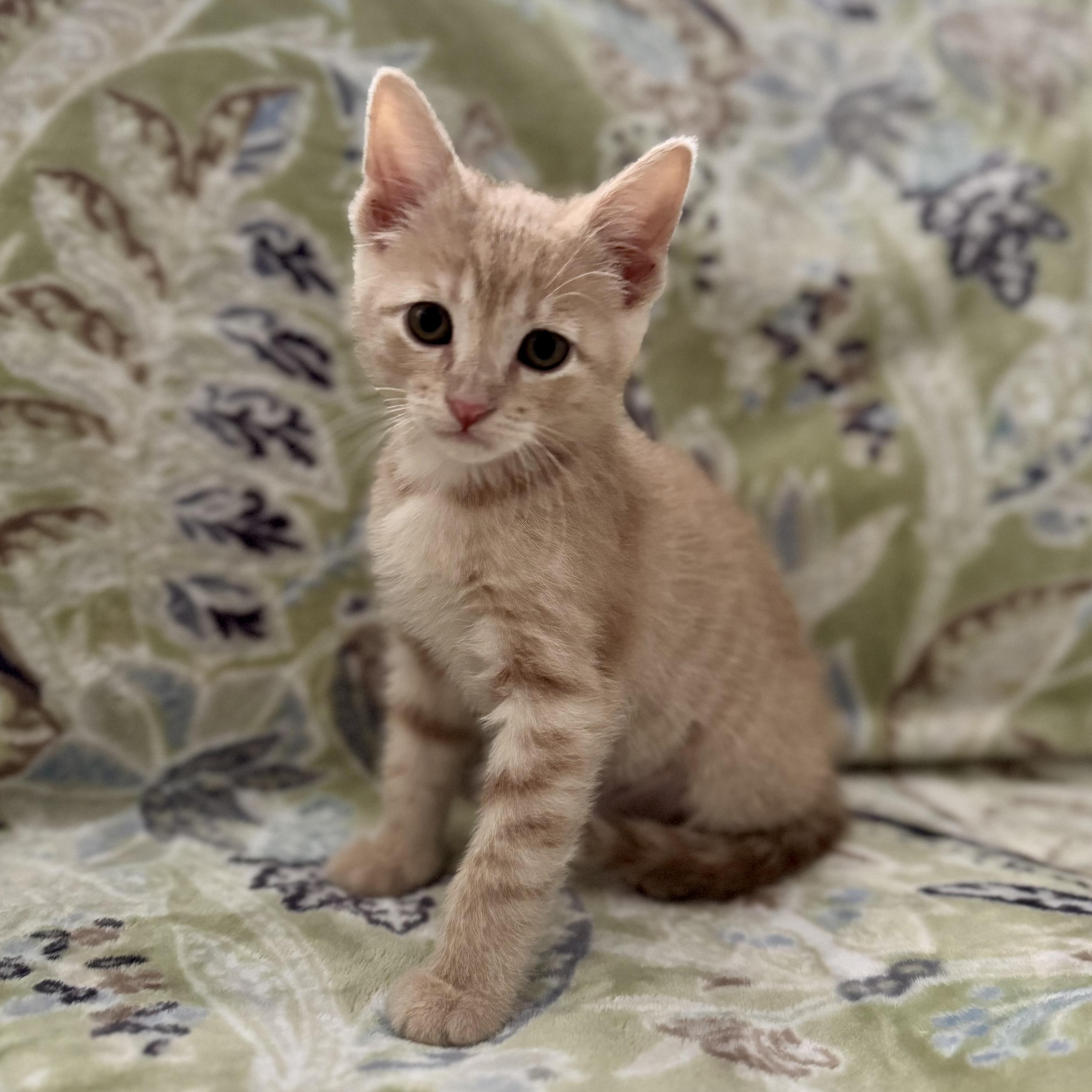 Enlarge Bloom, a Adoptable Domestic Short Hair in Murphysboro, IL image 1/2