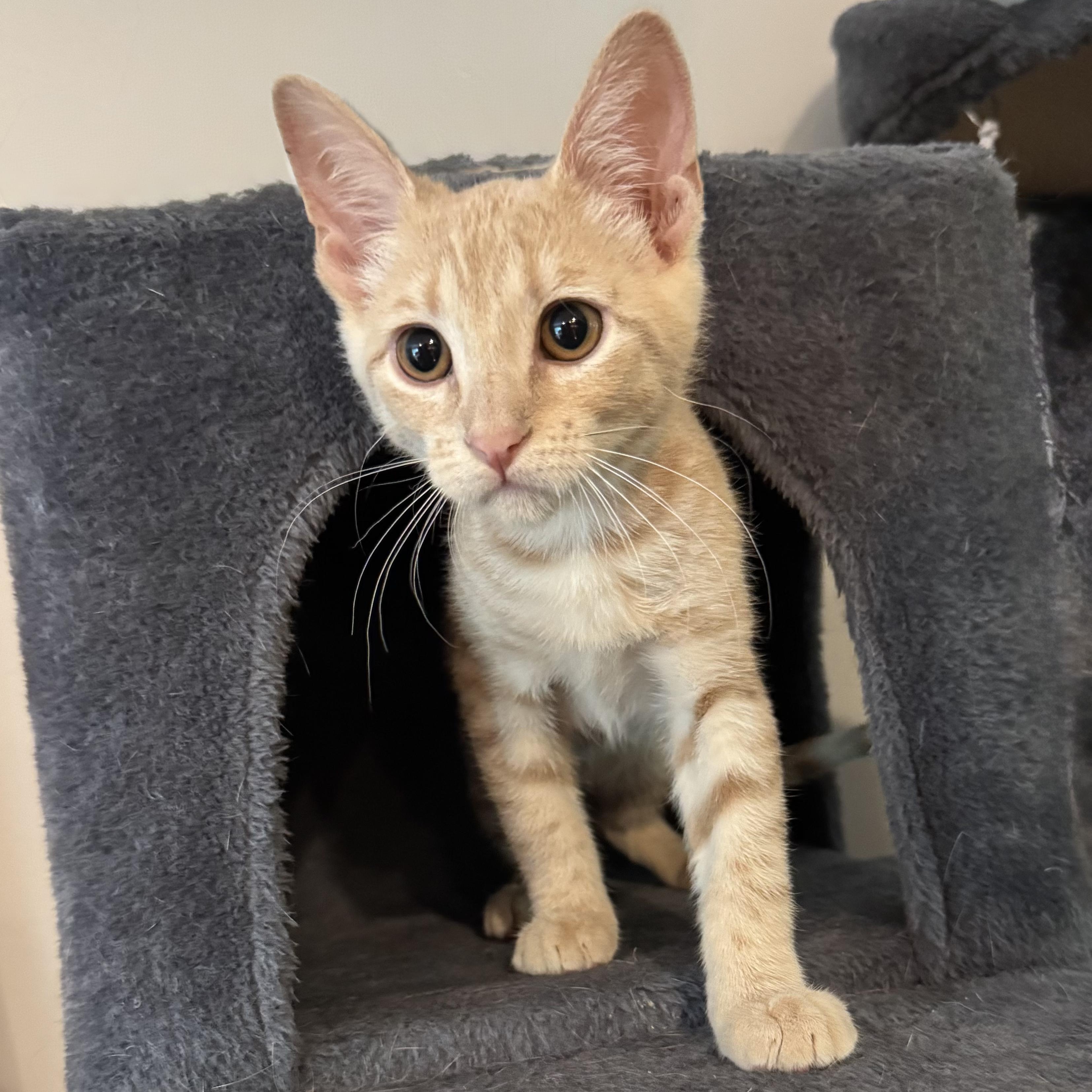 Bloom, a Adoptable Domestic Short Hair in Murphysboro, IL image 3/6