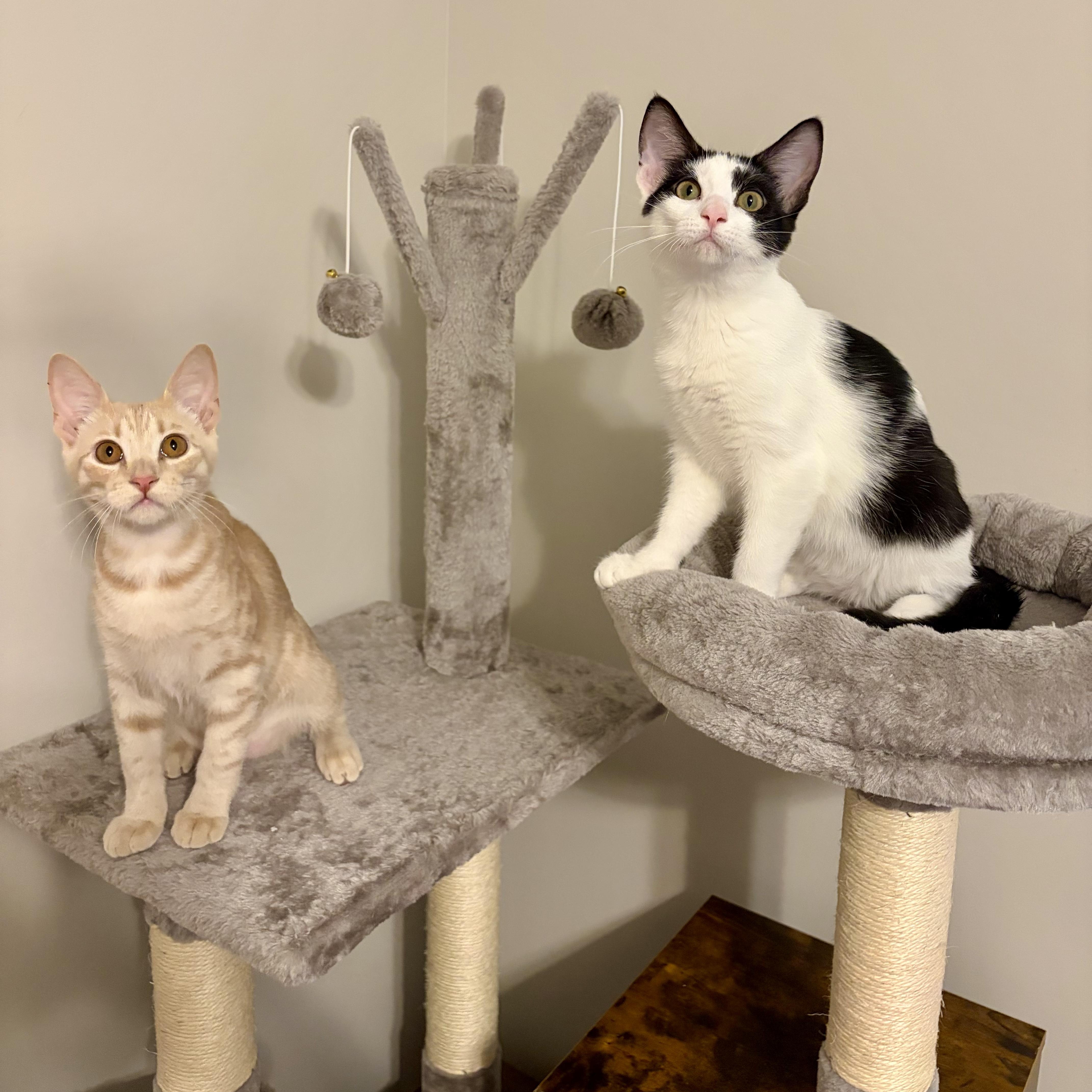 Bloom, a Adoptable Domestic Short Hair in Murphysboro, IL image 4/6