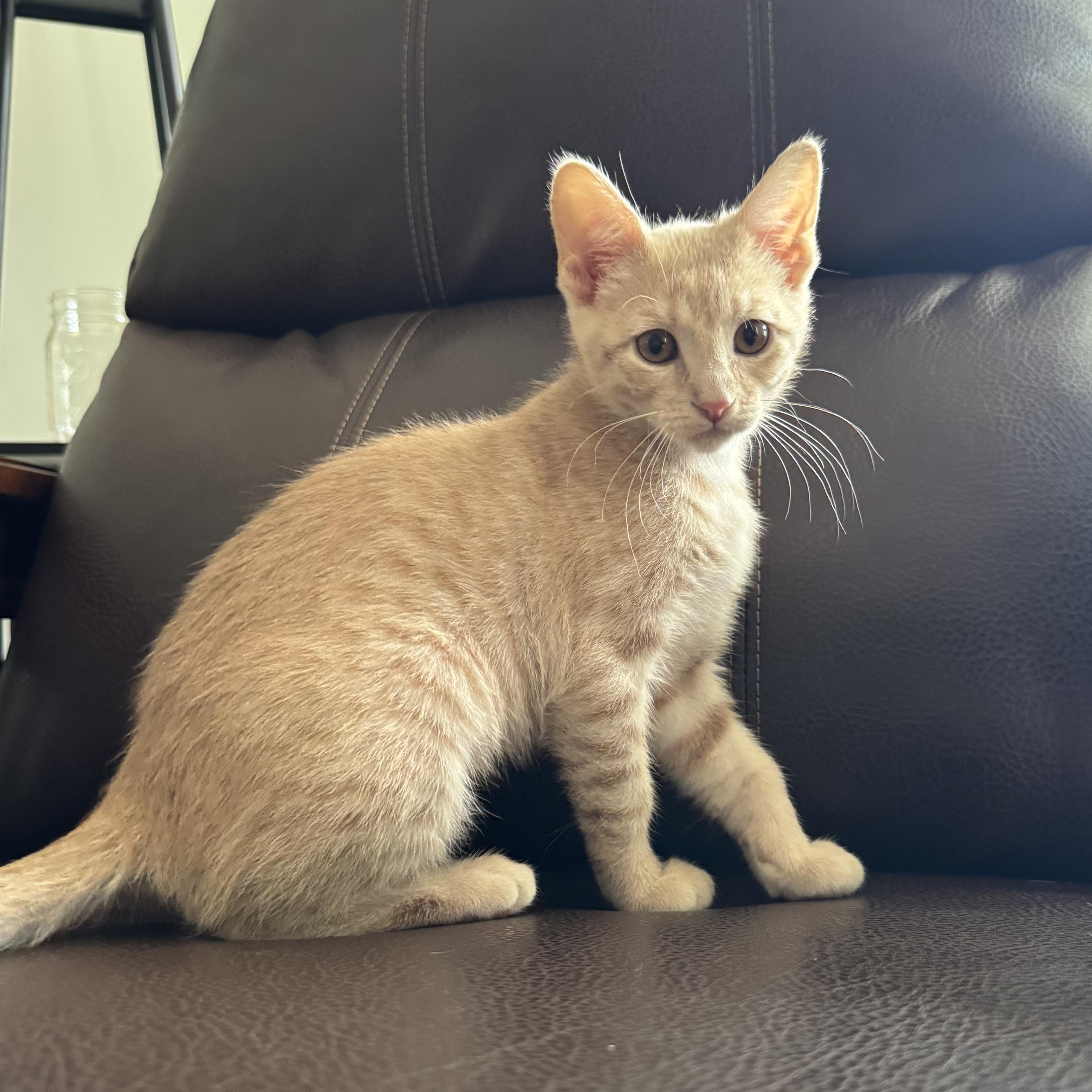 Bloom, a Adoptable Domestic Short Hair in Murphysboro, IL image 2/6