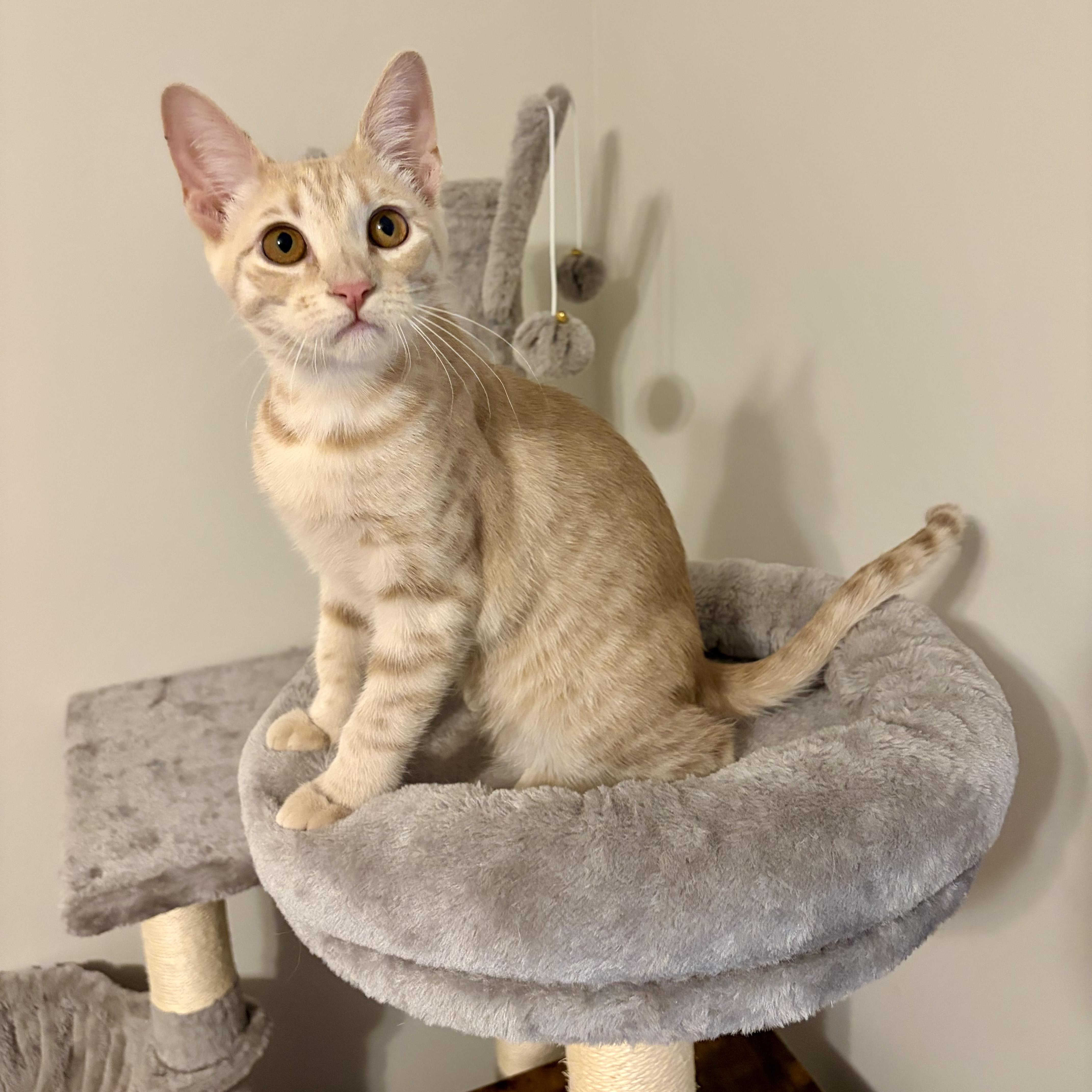 Bloom, a Adoptable Domestic Short Hair in Murphysboro, IL image 6/6