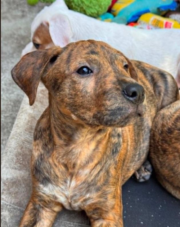 Aspen, a ADOPTABLE mixed breed in Eutawville, SC image 3/4