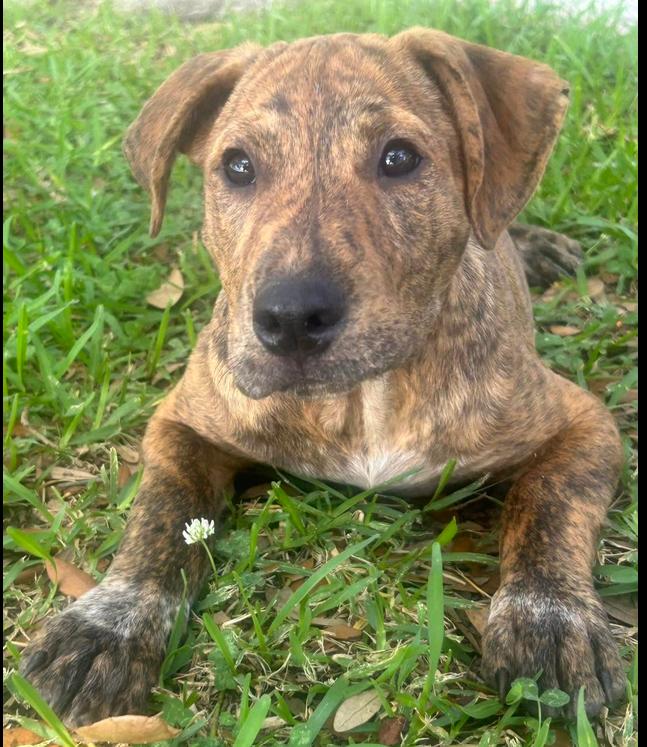 Enlarge Aspen, a ADOPTABLE mixed breed in Eutawville, SC image 2/6