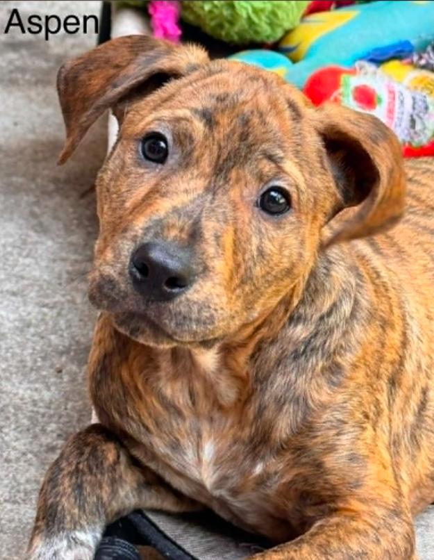 Aspen, a ADOPTABLE mixed breed in Eutawville, SC image 2/4
