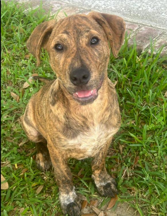Enlarge Aspen, a ADOPTABLE mixed breed in Eutawville, SC image 1/6