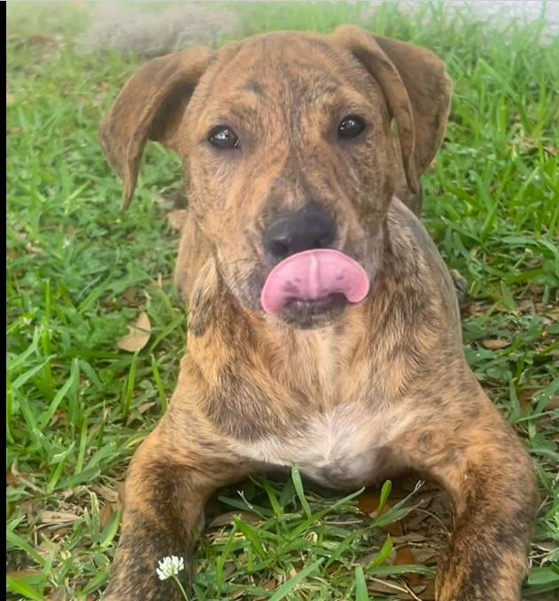 Enlarge Aspen, a ADOPTABLE mixed breed in Eutawville, SC image 5/6