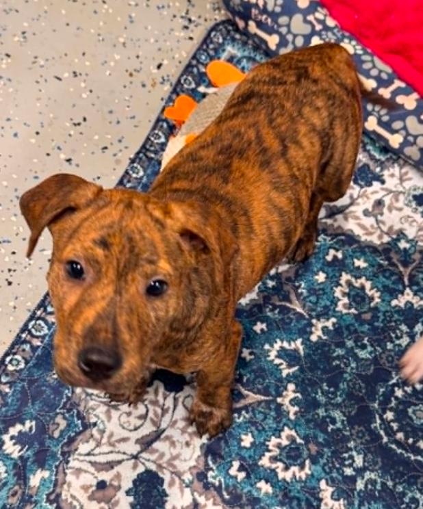 Aspen, a ADOPTABLE mixed breed in Eutawville, SC image 4/4