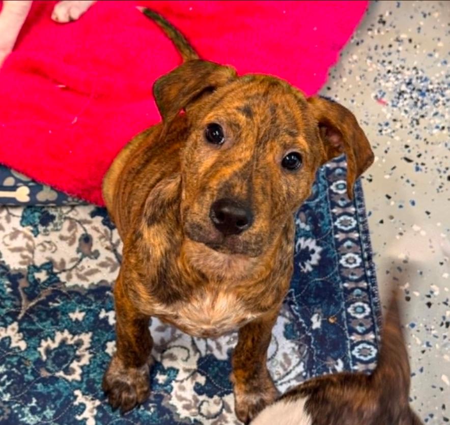 Aspen, a ADOPTABLE mixed breed in Eutawville, SC image 1/4