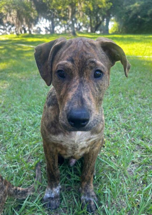 Enlarge Aspen, a ADOPTABLE mixed breed in Eutawville, SC image 6/6