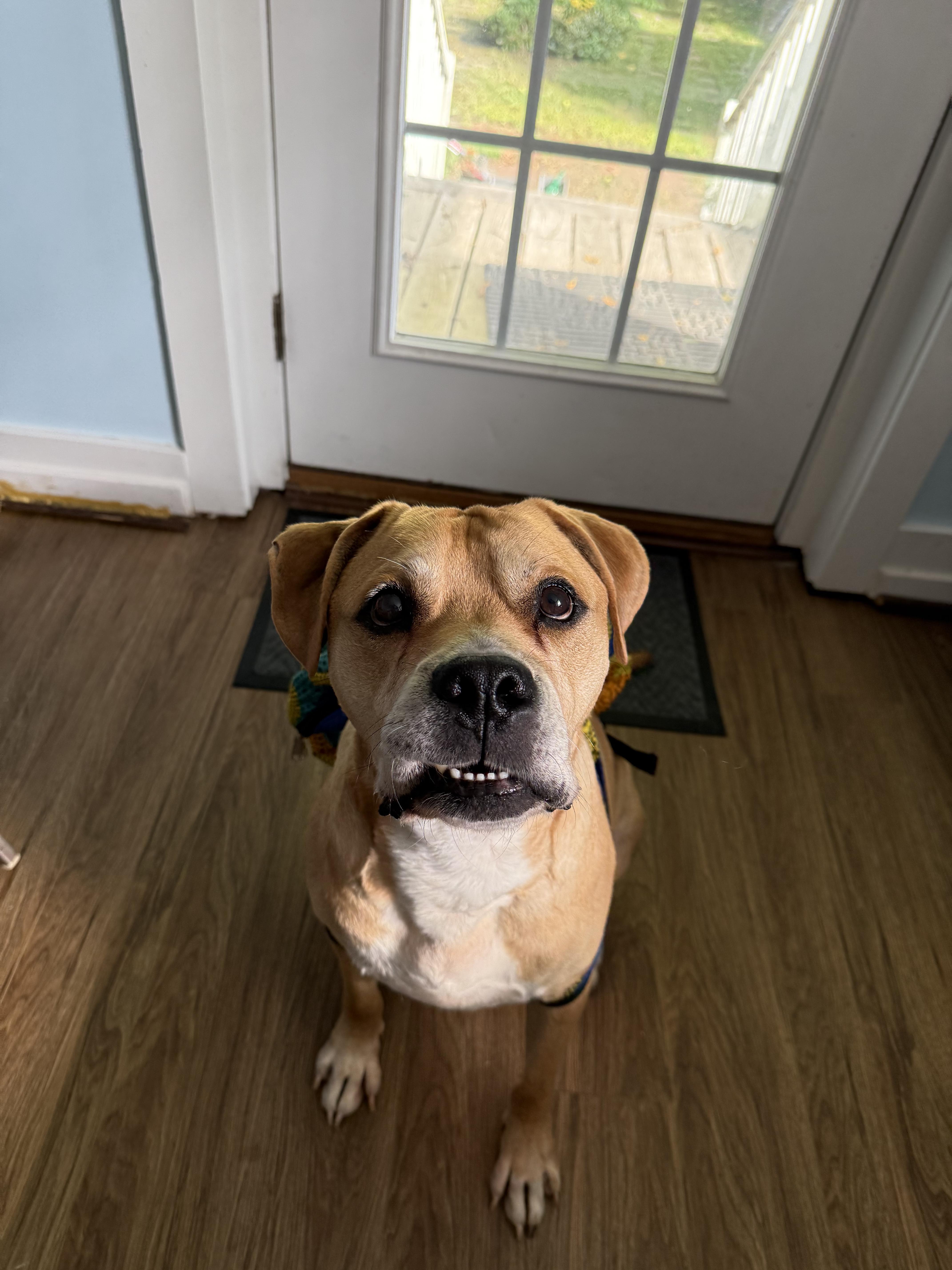 Colt (courtesy listing), a Adoptable mixed breed in Petersburg, VA image 5/6