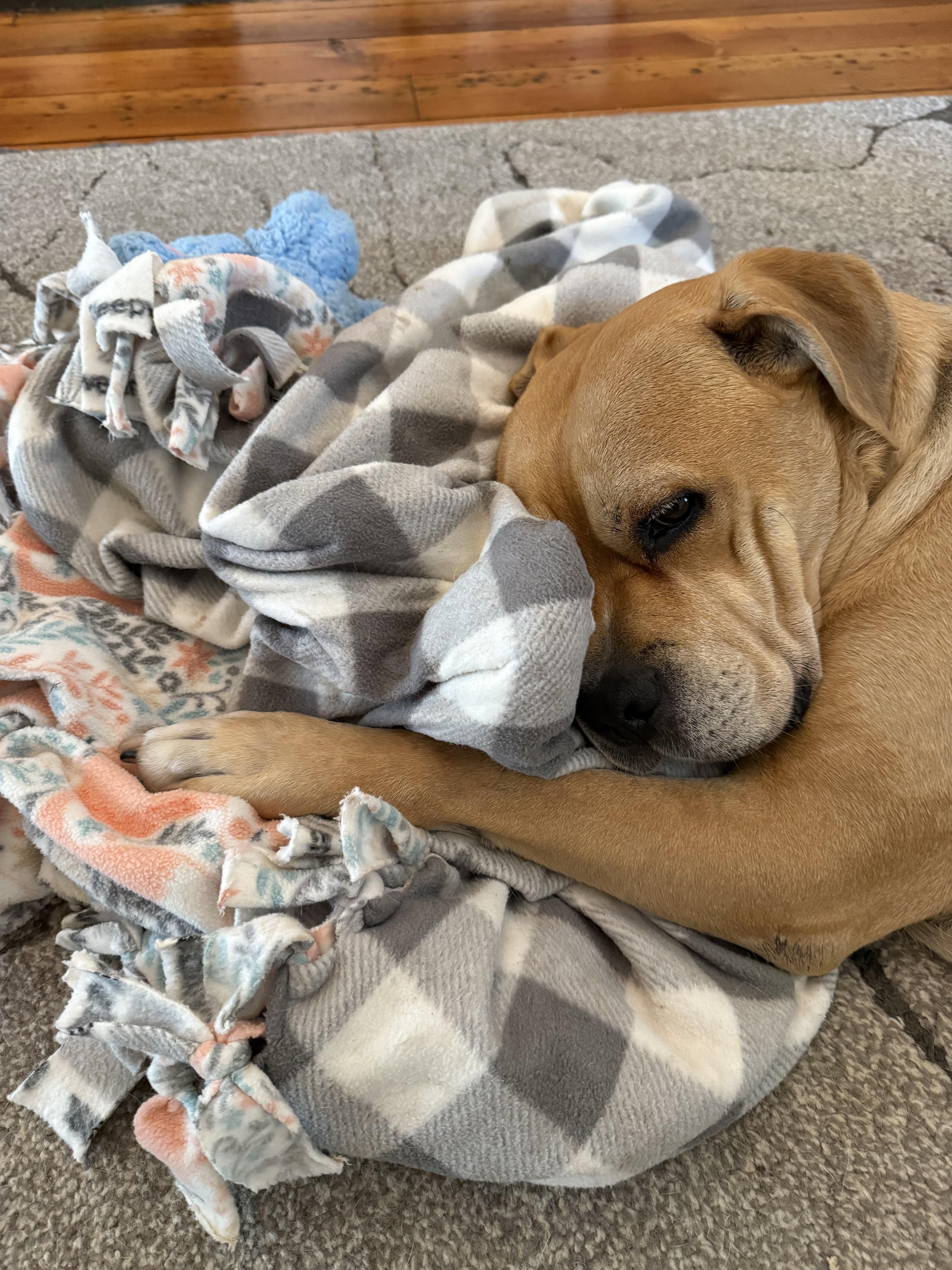 Colt (courtesy listing), a Adoptable mixed breed in Petersburg, VA image 3/6