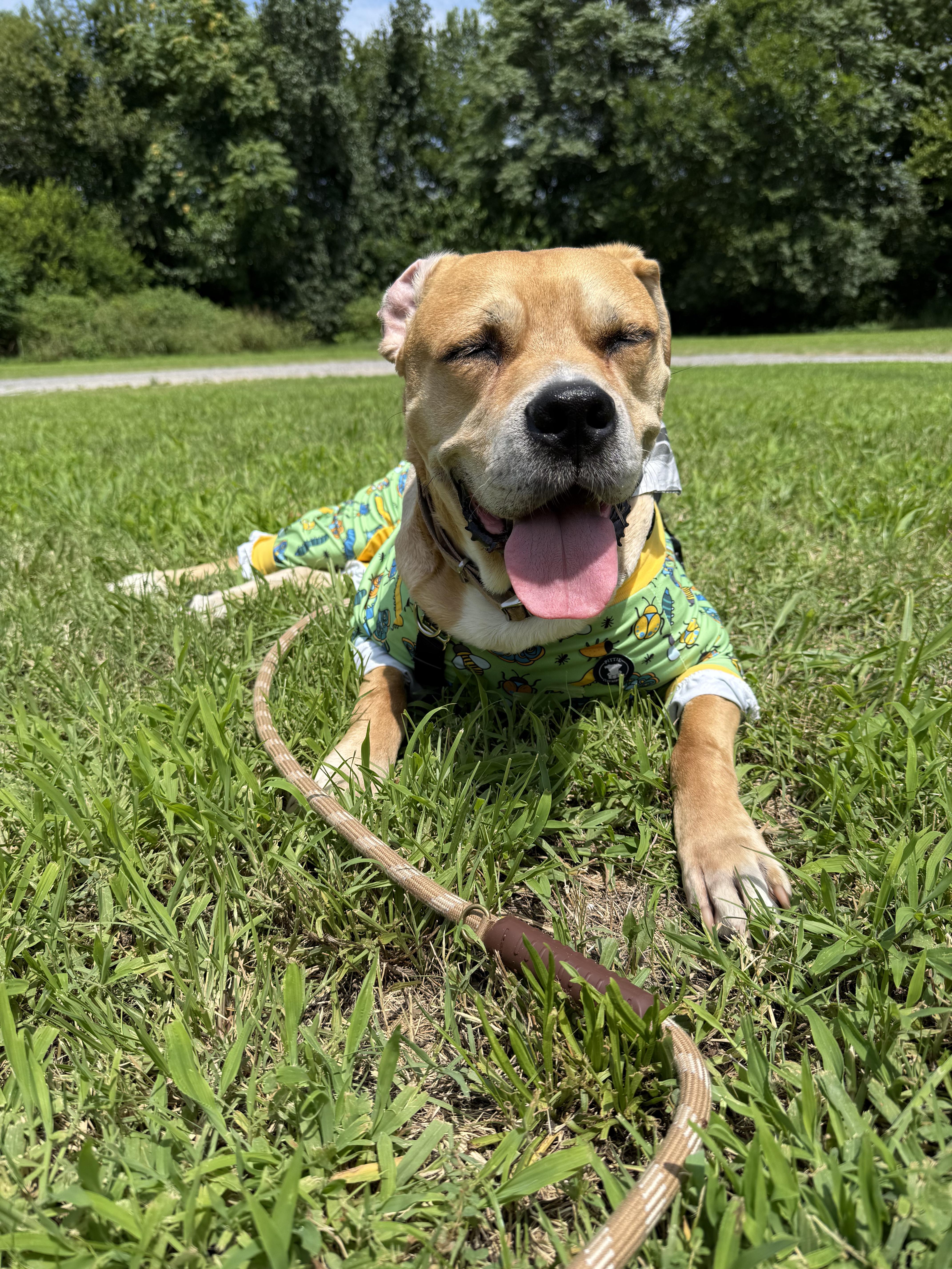 Colt (courtesy listing), a Adoptable mixed breed in Petersburg, VA image 4/6