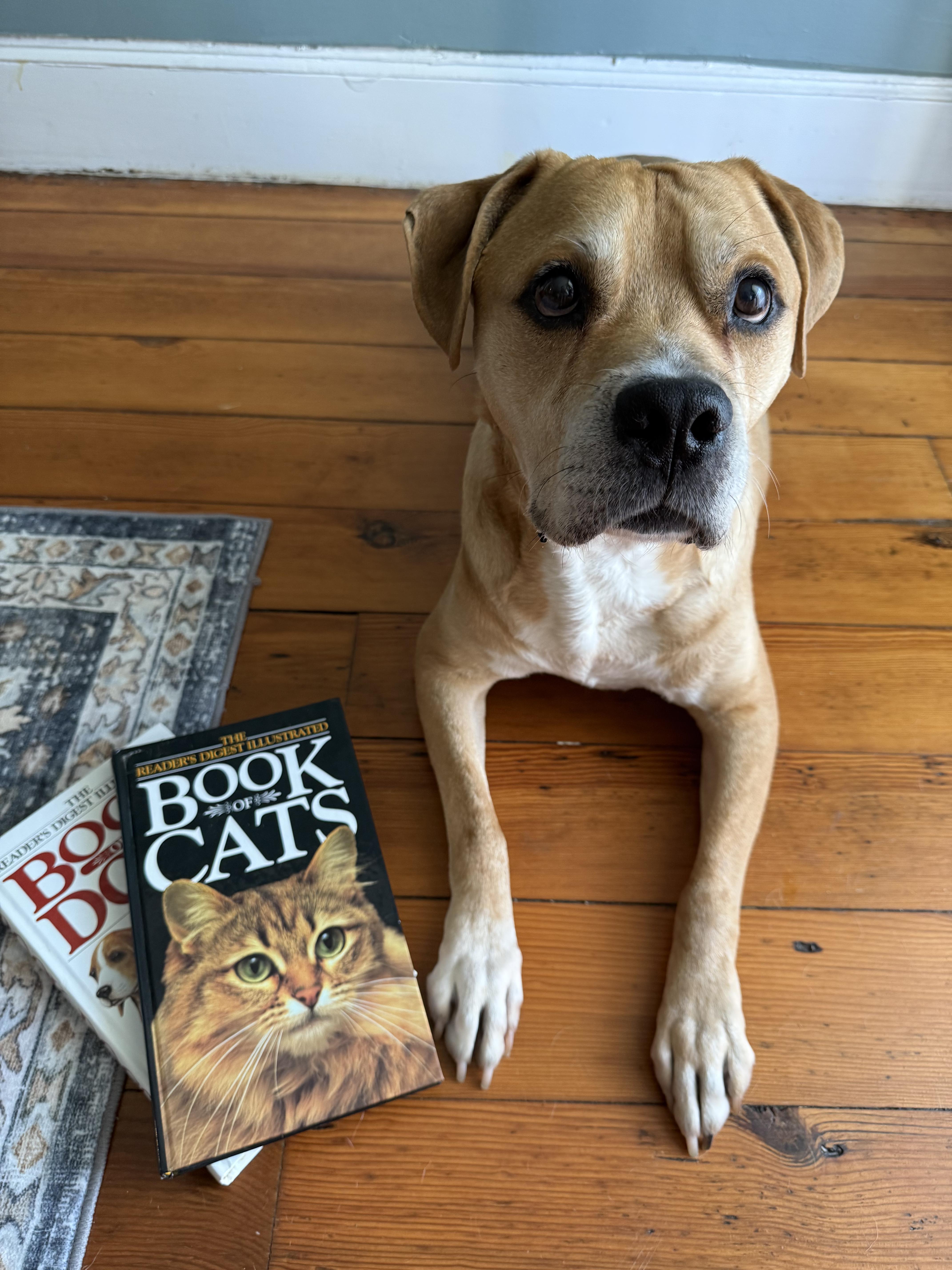 Colt (courtesy listing), Adoptable, Senior Male Mixed Breed.