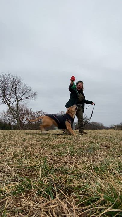 Enlarge Colt (courtesy listing), a Adoptable mixed breed in Petersburg, VA video 6/6