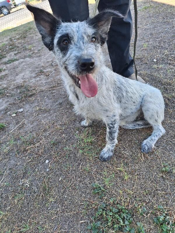 Ariyah, Adoptable, Adult Female Australian Cattle Dog / Blue Heeler & Mixed Breed.