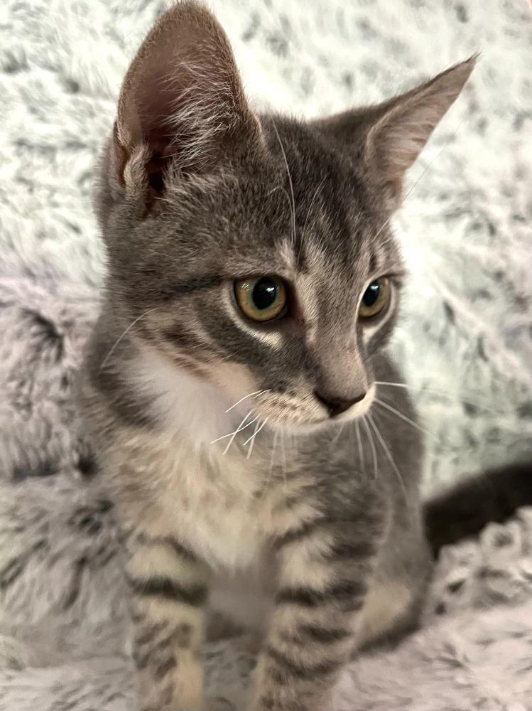 Enlarge Colby, a Adoptable Domestic Short Hair in Maitland, FL image 1/3