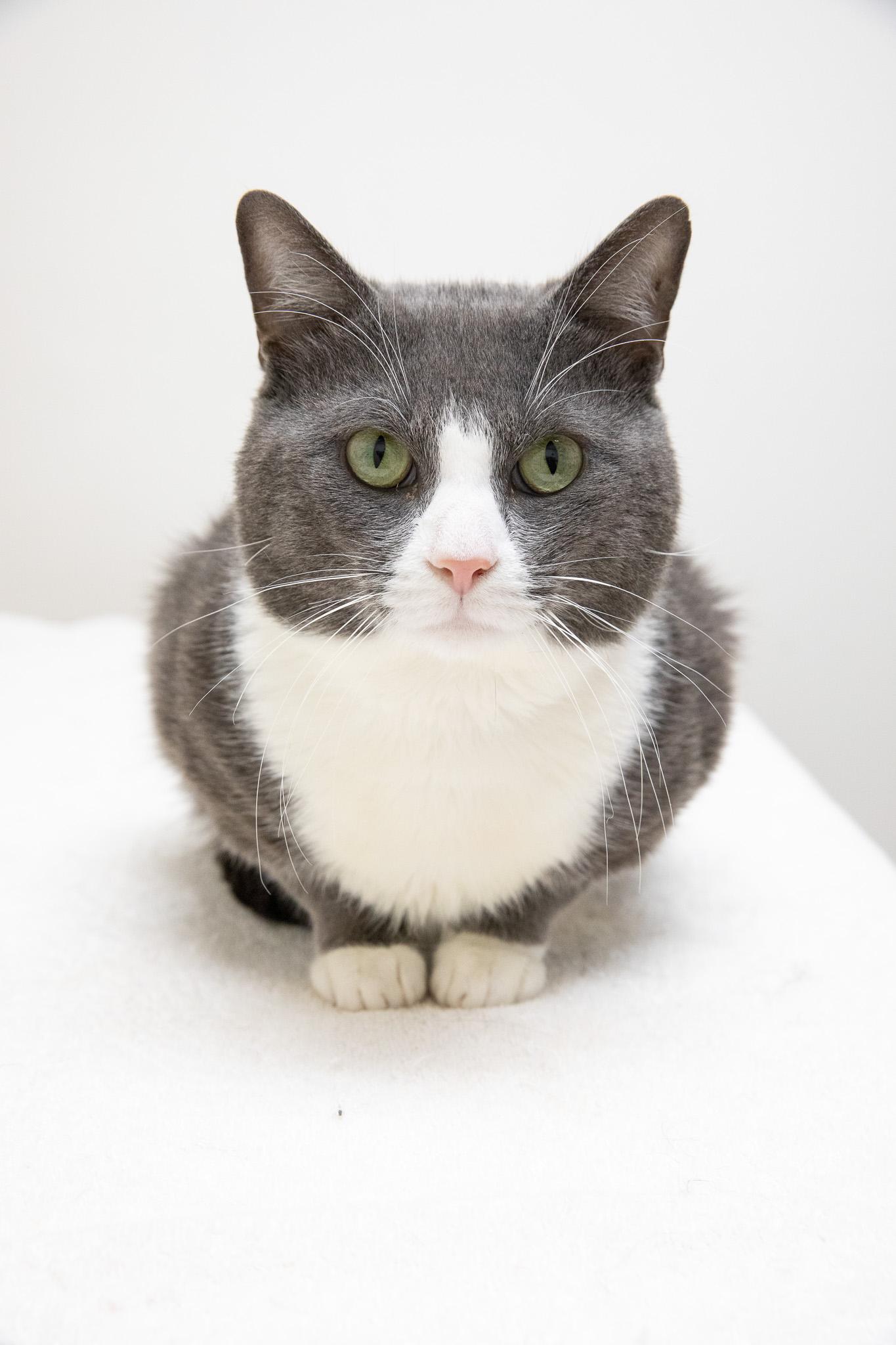 Enlarge Raspberry Tart, an adopted Domestic Short Hair in Montclair, NJ image 2/6