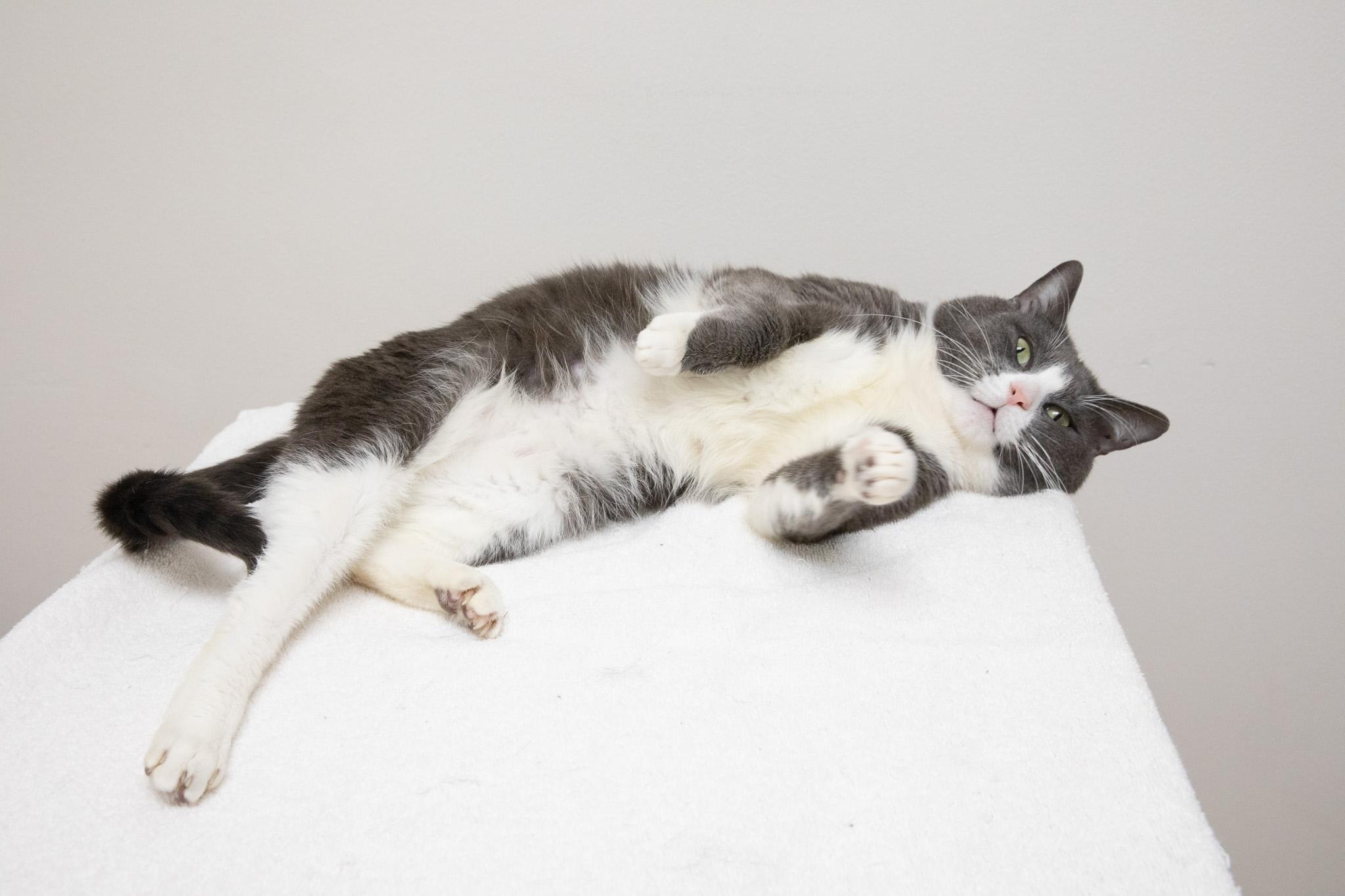 Enlarge Raspberry Tart, an adopted Domestic Short Hair in Montclair, NJ image 3/6