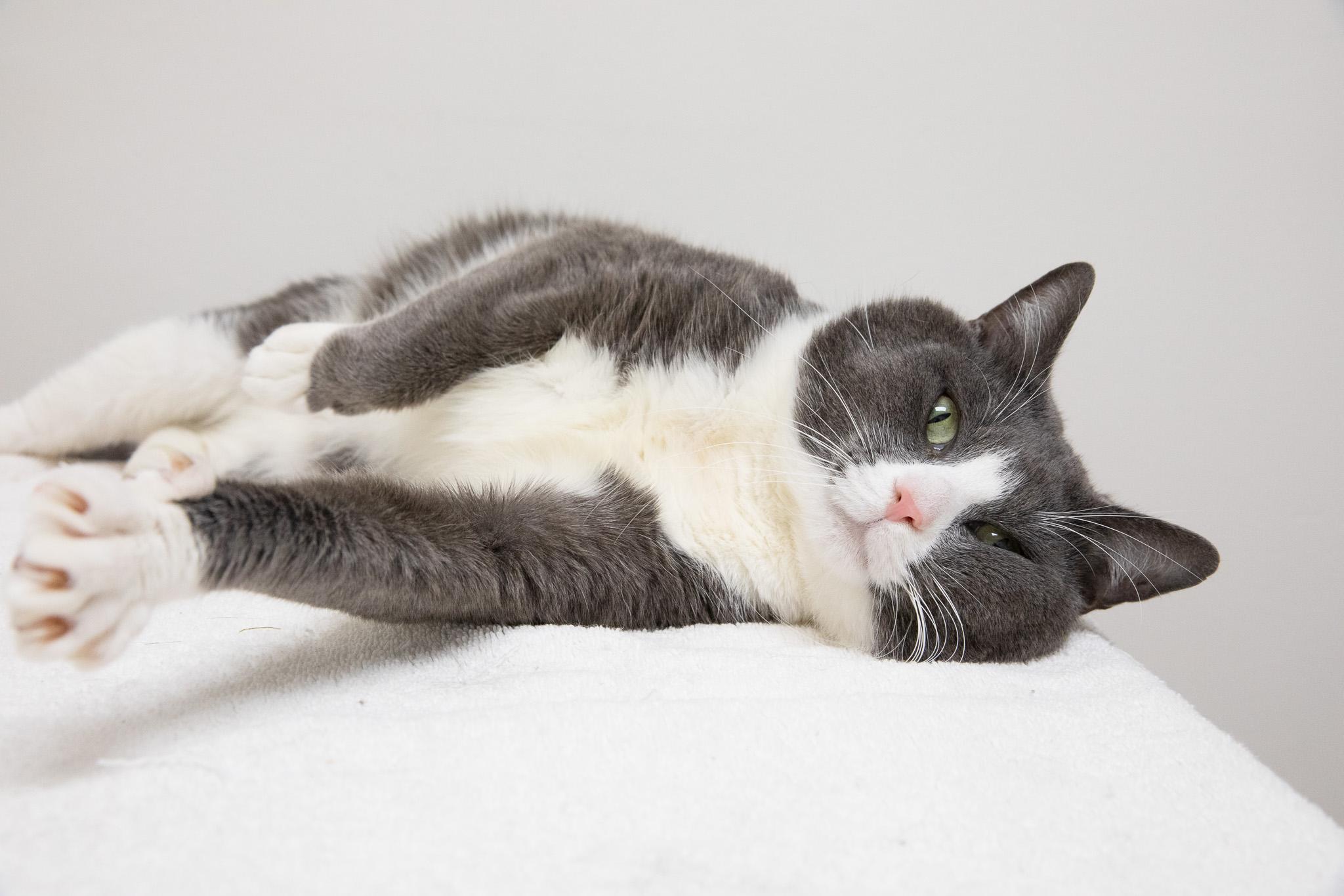 Enlarge Raspberry Tart, an adopted Domestic Short Hair in Montclair, NJ image 5/6