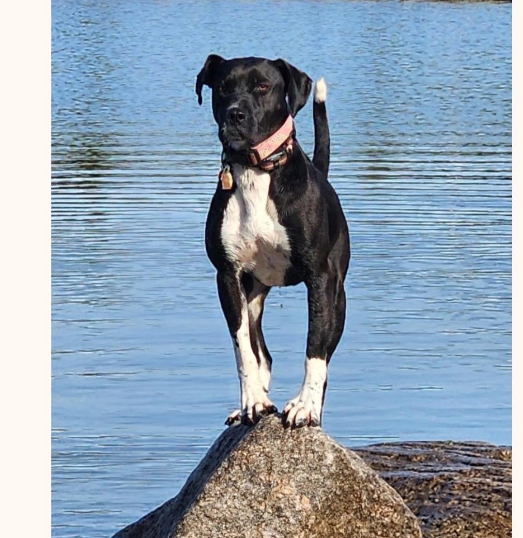 Sophie - courtesy post, a Adoptable mixed breed in Solon, OH image 3/3