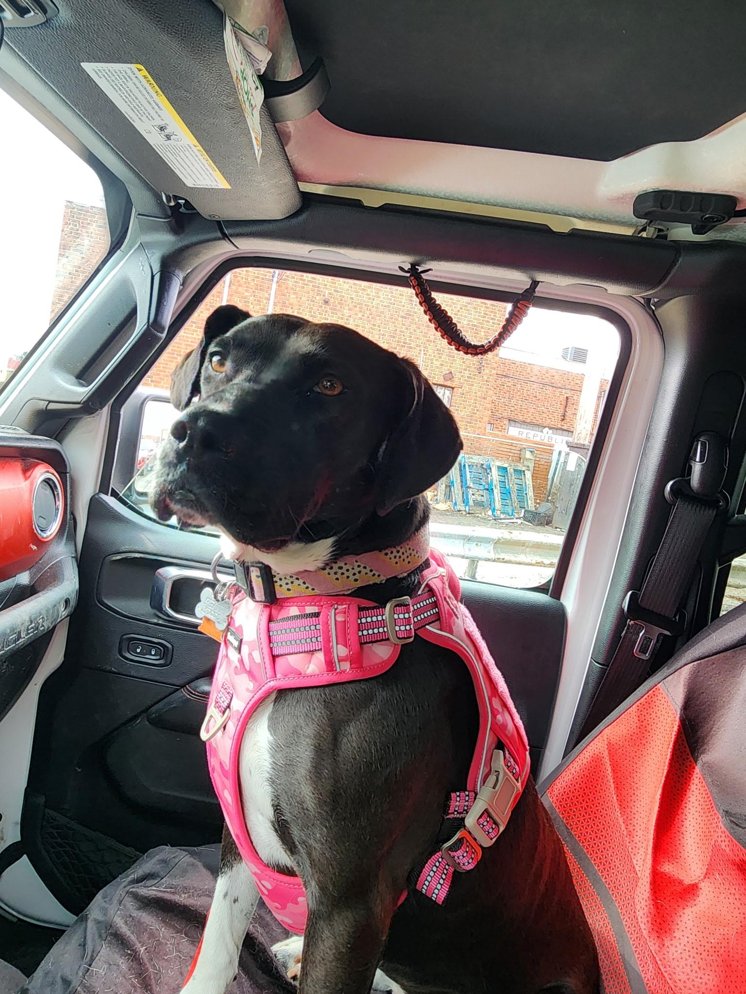 Sophie - courtesy post, a Adoptable mixed breed in Solon, OH image 2/3