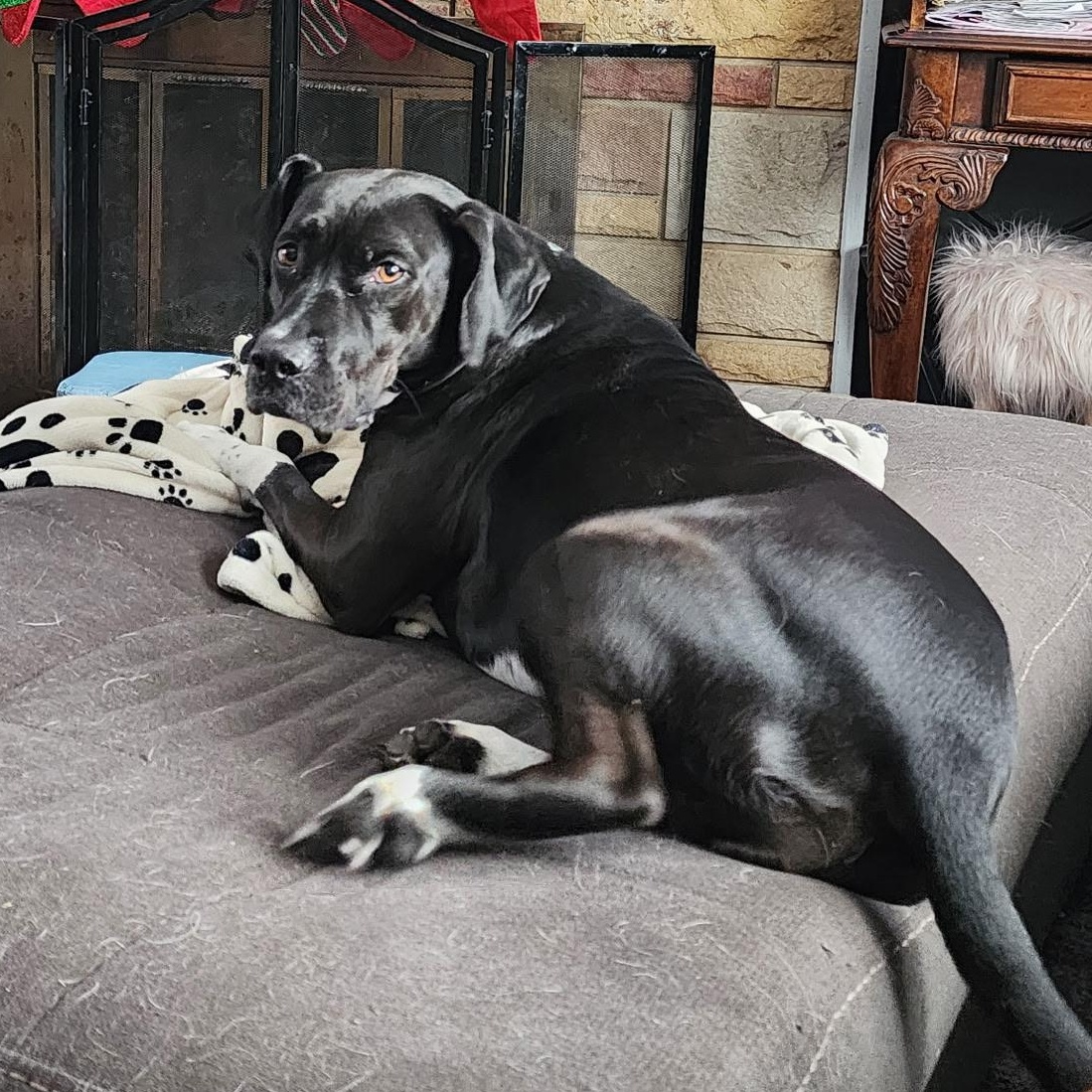 Sophie - courtesy post, Adoptable, Adult Female Labrador Retriever.