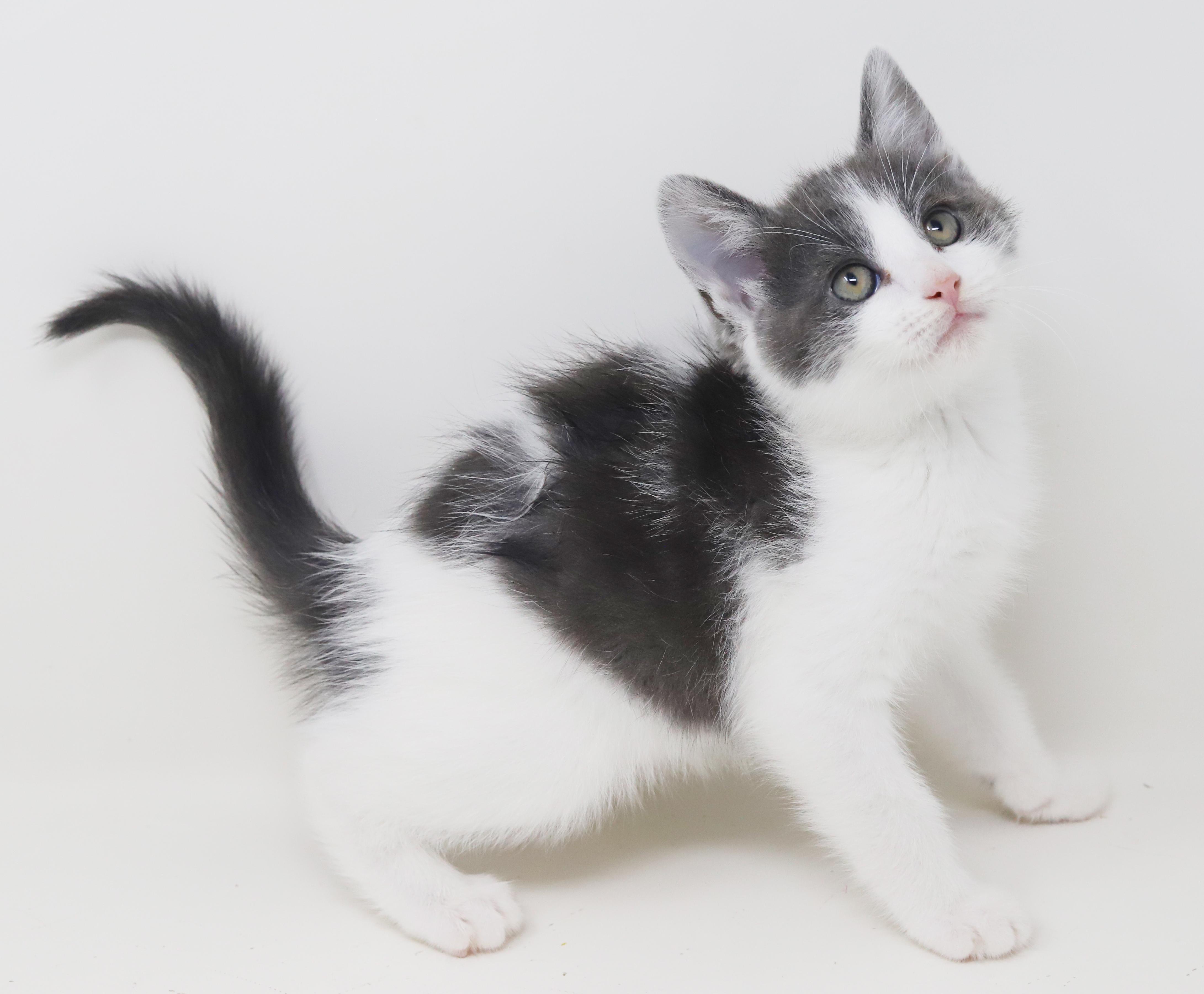 Enlarge Matthew is a mushball in kitten form, an adoptable mixed breed in Bedford Hills, NY image 6/6