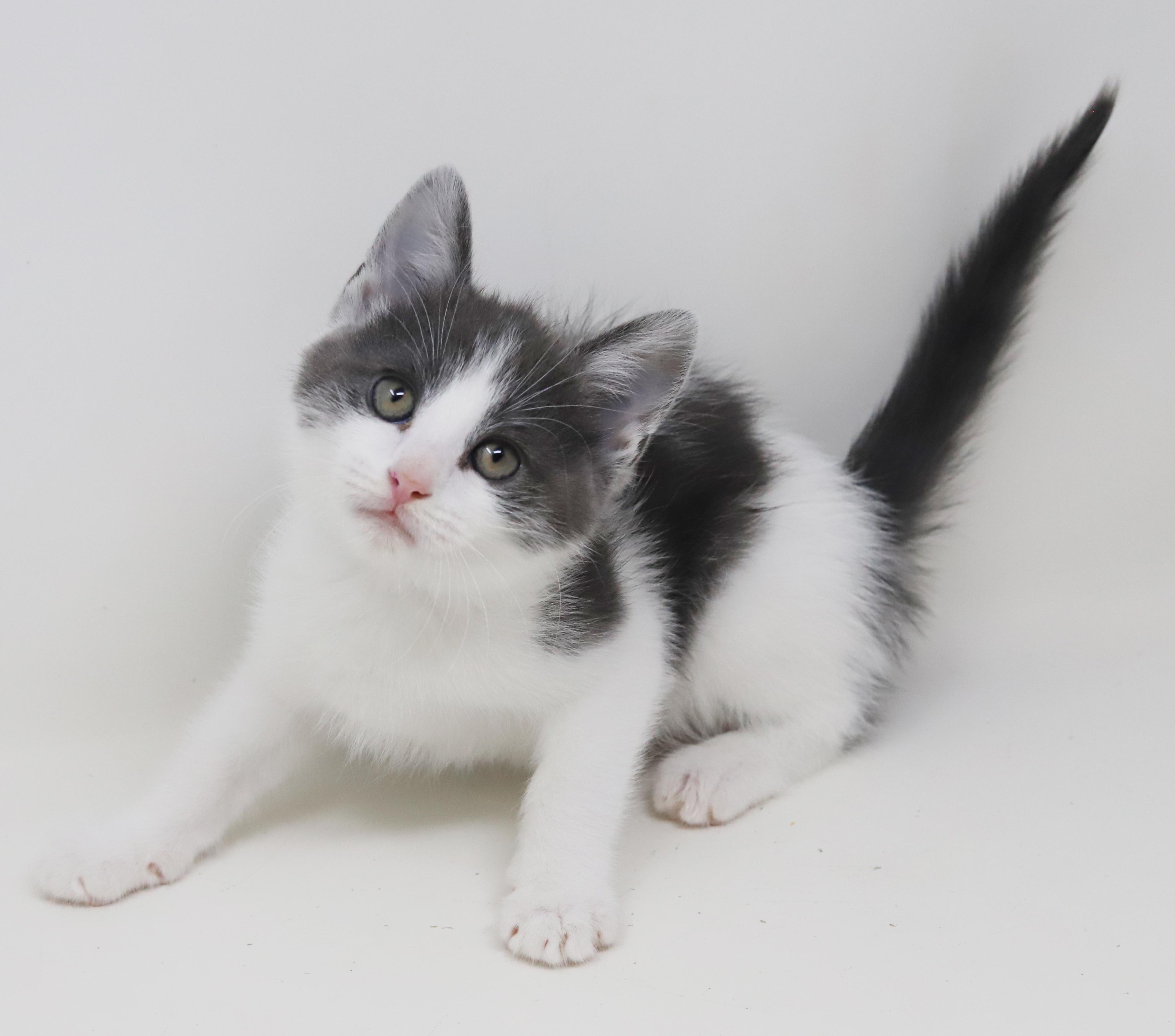 Enlarge Matthew is a mushball in kitten form, an adoptable mixed breed in Bedford Hills, NY image 4/6
