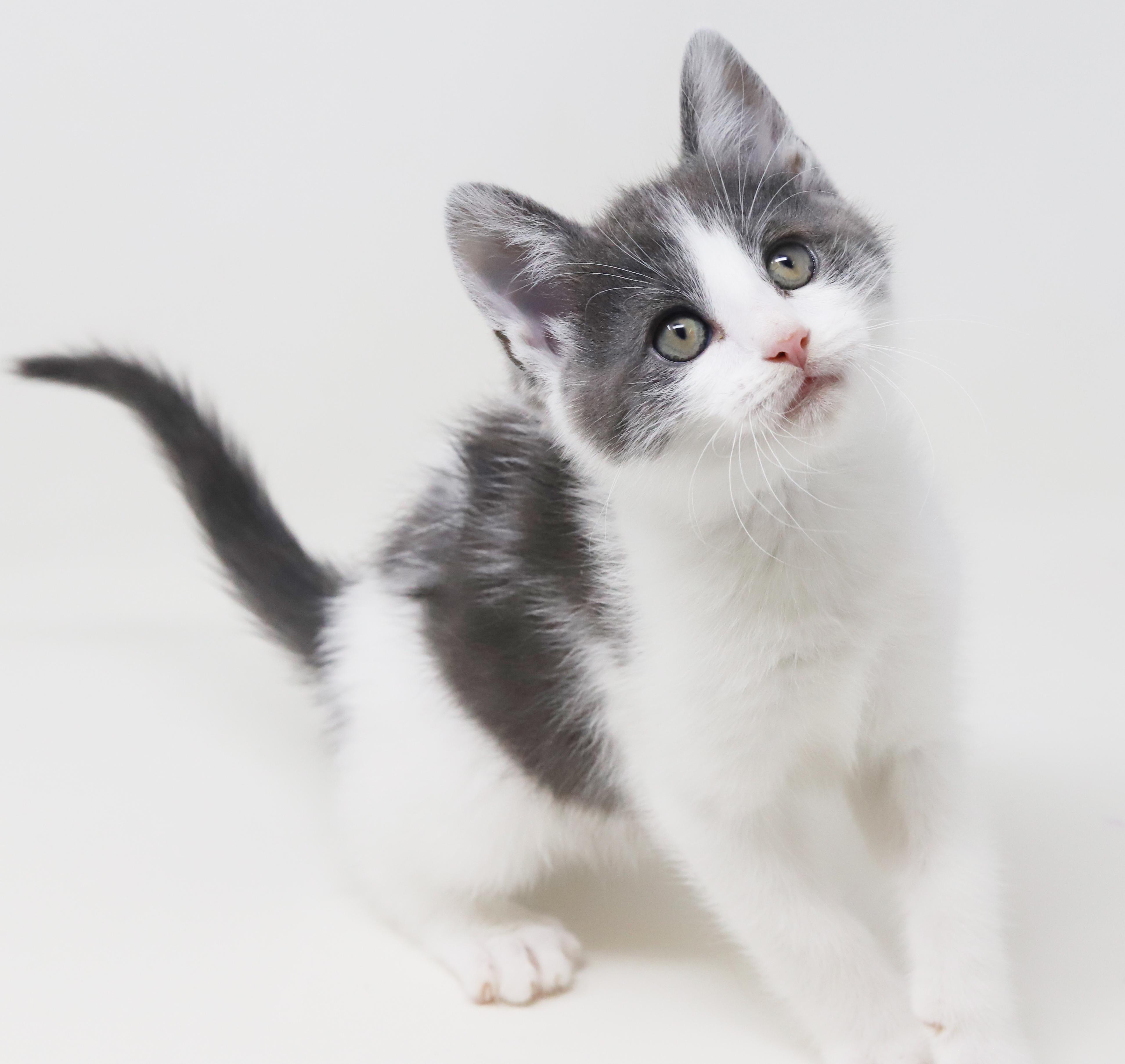 Enlarge Matthew is a mushball in kitten form, an adoptable mixed breed in Bedford Hills, NY image 3/6