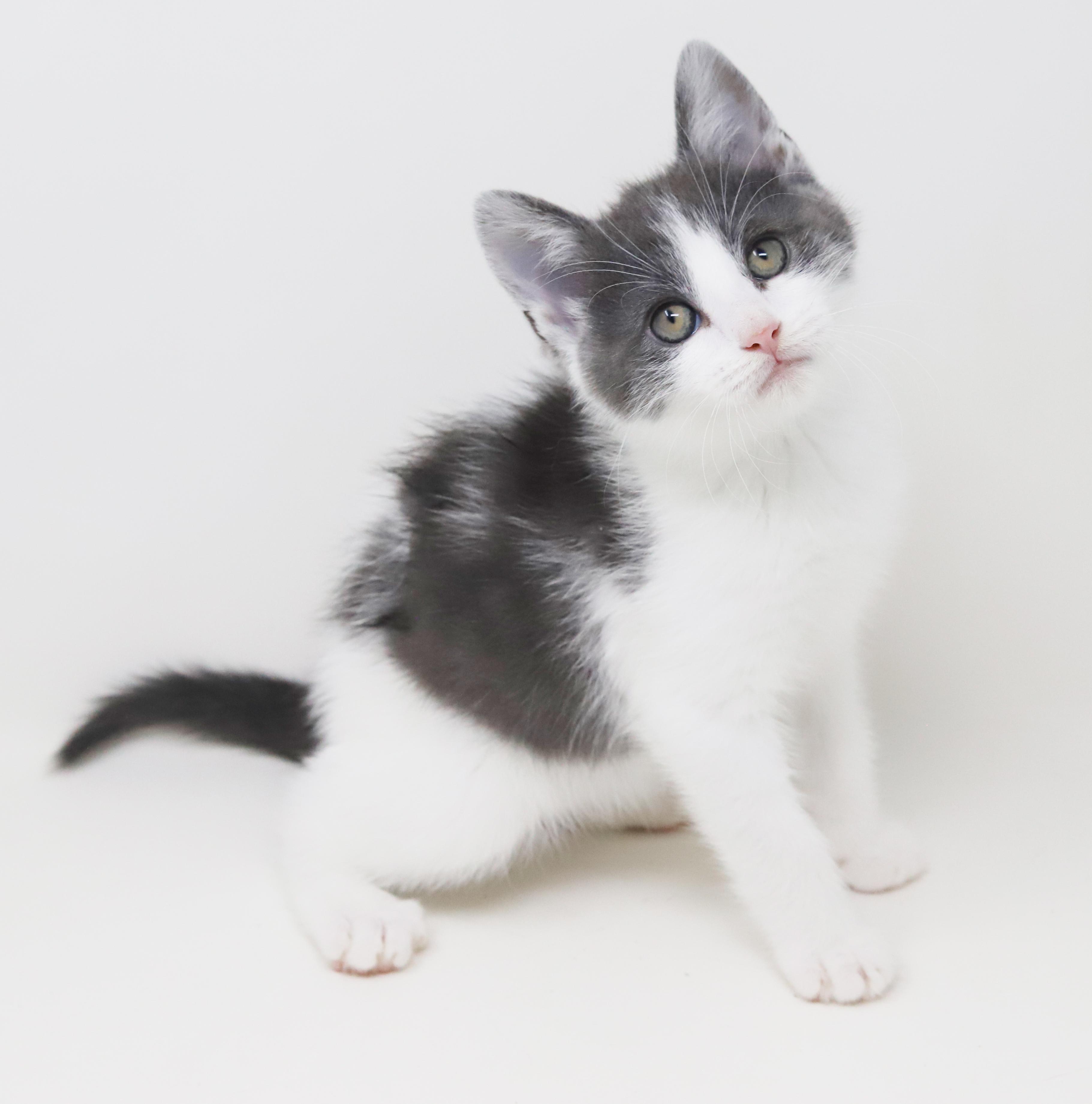 Enlarge Matthew is a mushball in kitten form, an adoptable mixed breed in Bedford Hills, NY image 2/6
