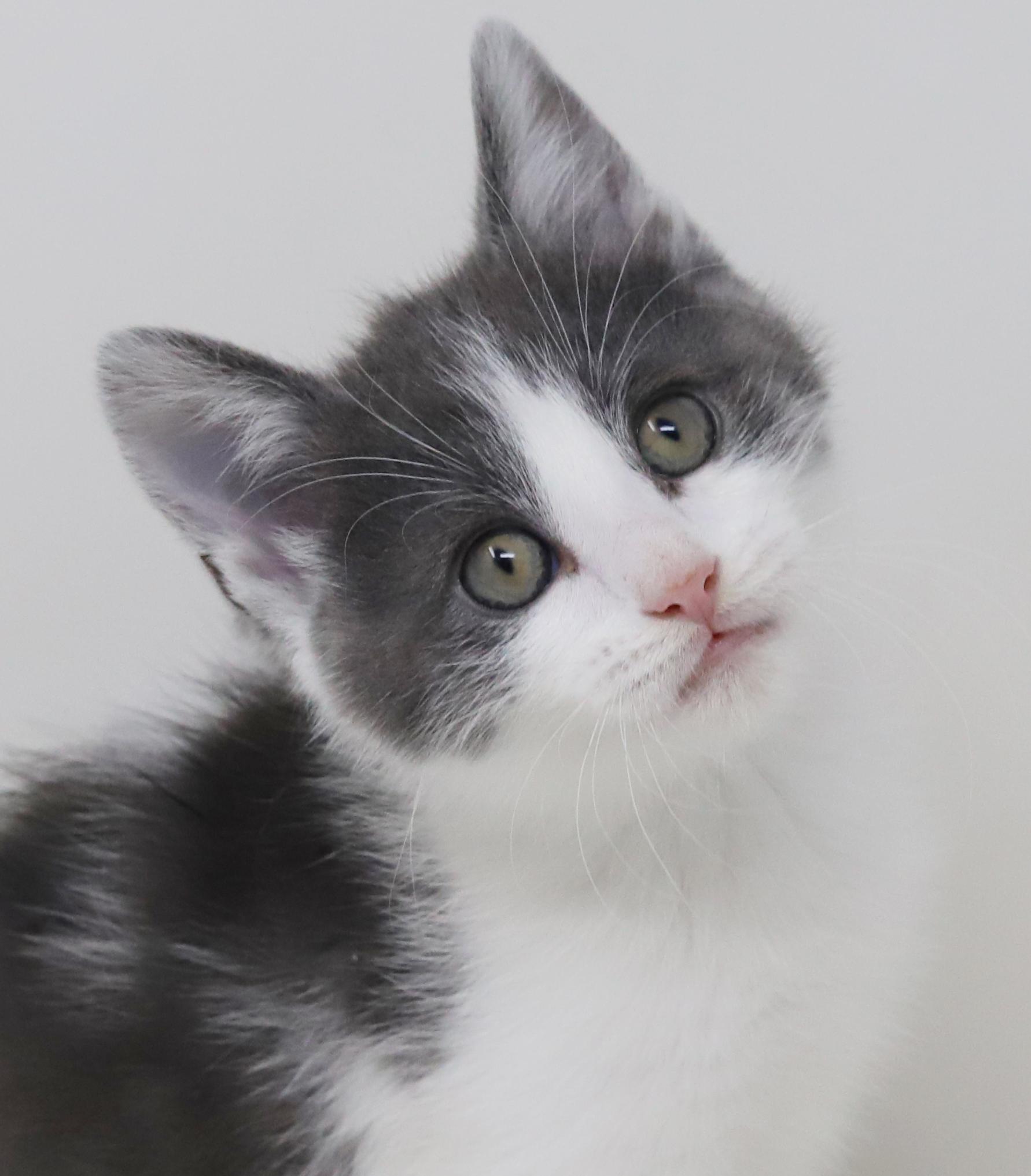 Matthew is a mushball in kitten form, adoptable, Kitten Male Turkish Van & Russian Blue.