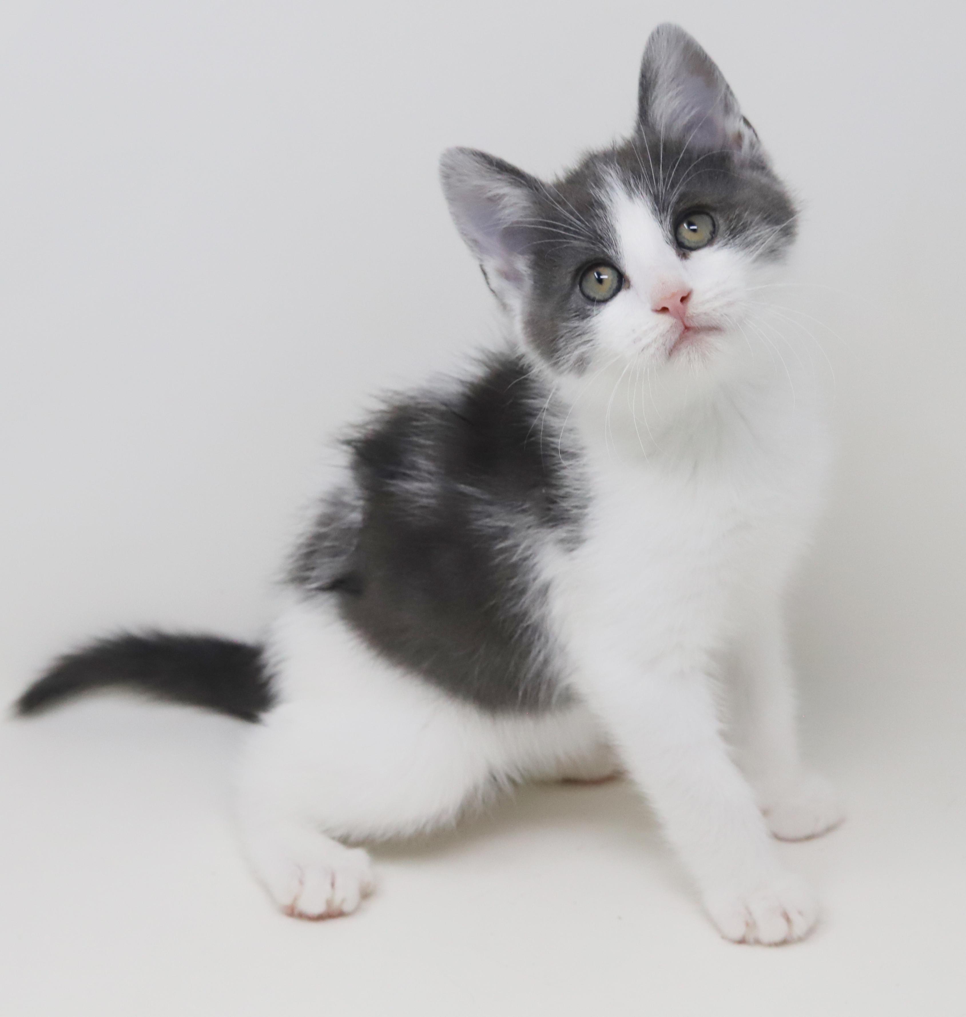 Enlarge Matthew is a mushball in kitten form, an adoptable mixed breed in Bedford Hills, NY image 5/6