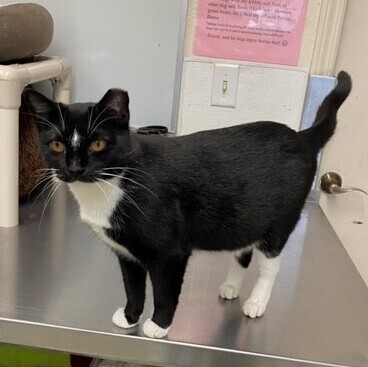 Enlarge New York Cheesecake, a Adoptable mixed breed in Centralia, IL image 1/6