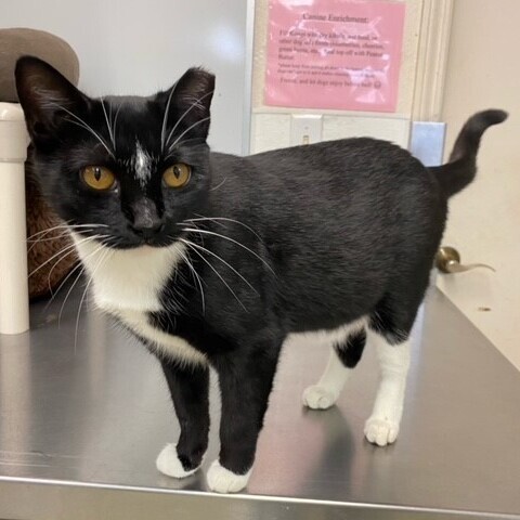 Enlarge New York Cheesecake, a Adoptable mixed breed in Centralia, IL image 2/6