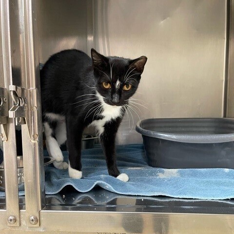 Enlarge New York Cheesecake, a Adoptable mixed breed in Centralia, IL image 3/6