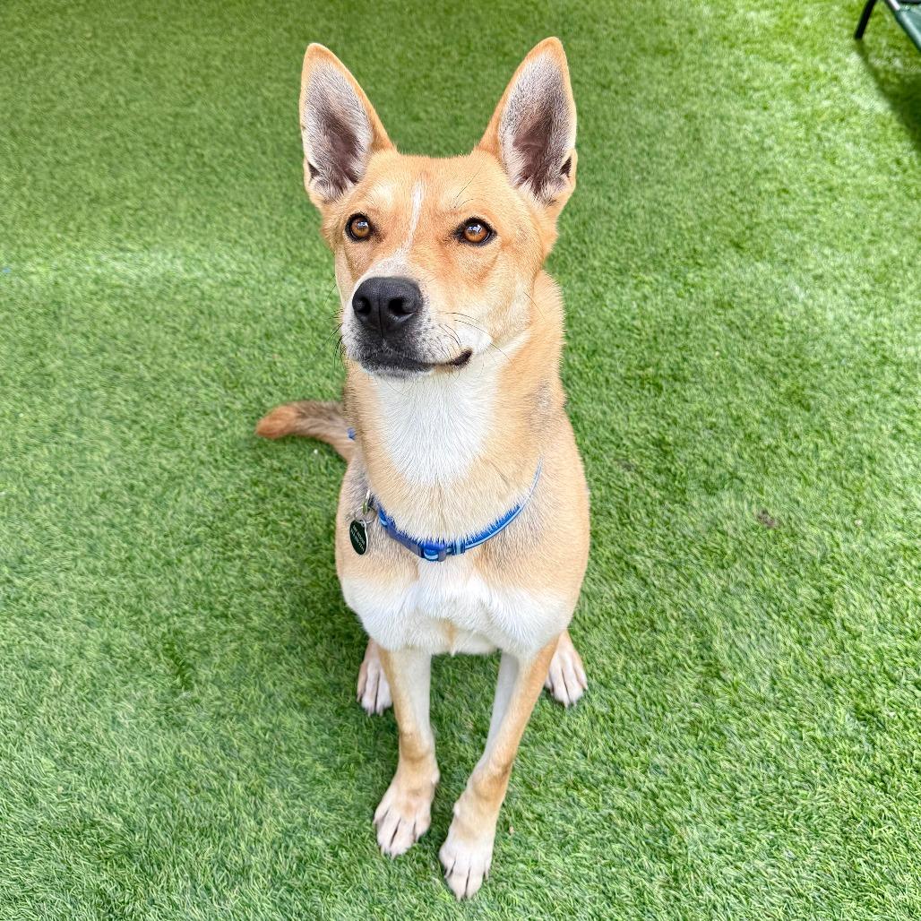 Dimitri, Adoptable, Adult Male German Shepherd Dog & Mixed Breed.