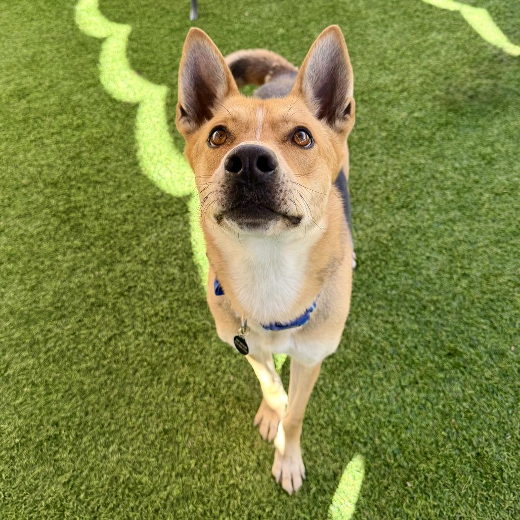 Dimitri, a Adoptable mixed breed in Agoura Hills, CA image 2/6