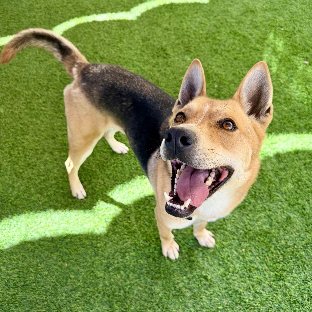 Dimitri, a Adoptable mixed breed in Agoura Hills, CA image 3/6