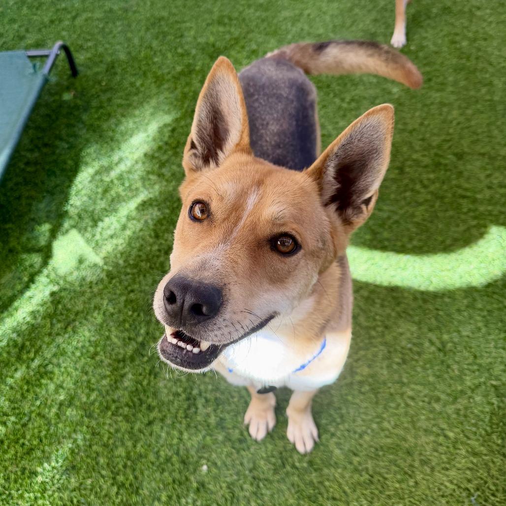 Dimitri, a Adoptable mixed breed in Agoura Hills, CA image 4/6