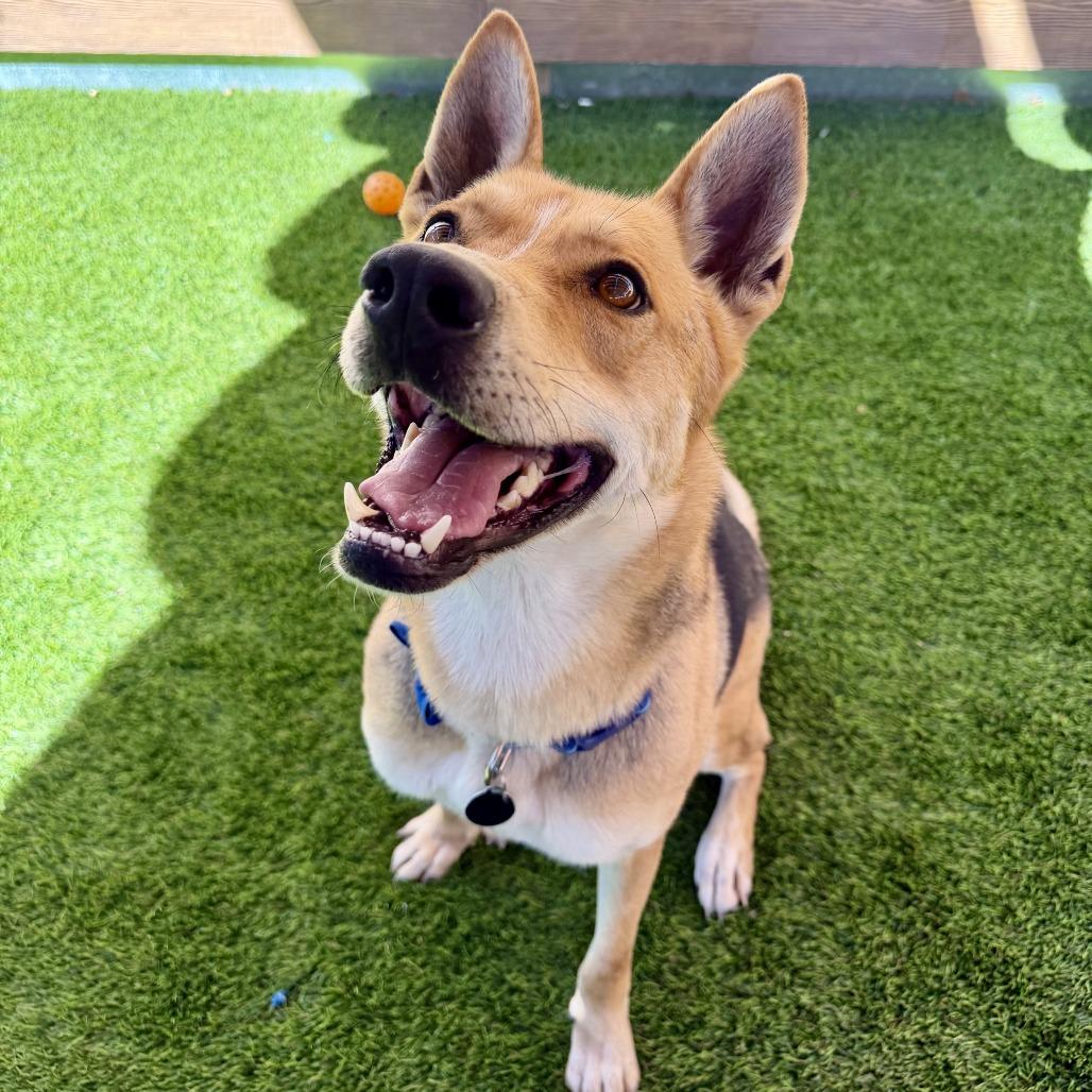 Dimitri, a Adoptable mixed breed in Agoura Hills, CA image 5/6