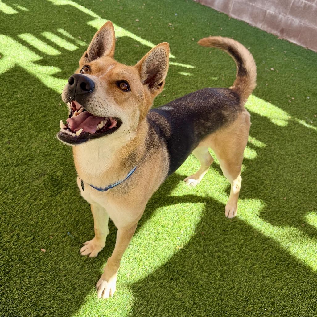 Dimitri, a Adoptable mixed breed in Agoura Hills, CA image 6/6