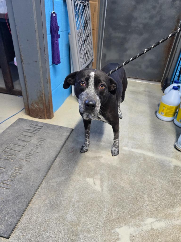 Enlarge Peppermint, a Adoptable Cattle Dog in Camden, TN image 1/2