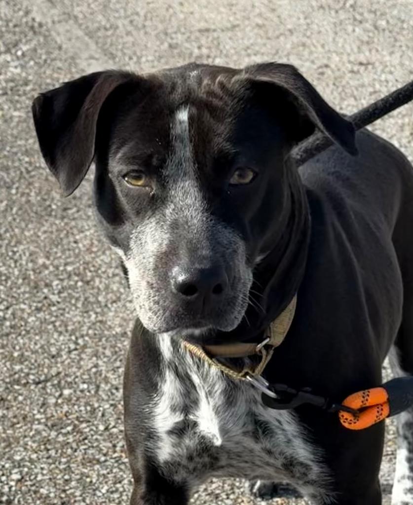 Enlarge Peppermint, a Adoptable Cattle Dog in Camden, TN image 2/2