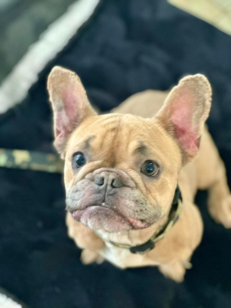Enlarge Frankie, a Adoptable French Bulldog in Toronto, ON image 1/2