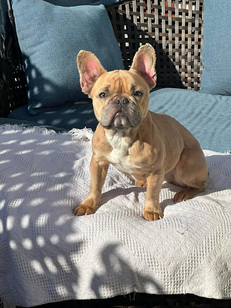 Enlarge Frankie, a Adoptable French Bulldog in Toronto, ON image 2/2