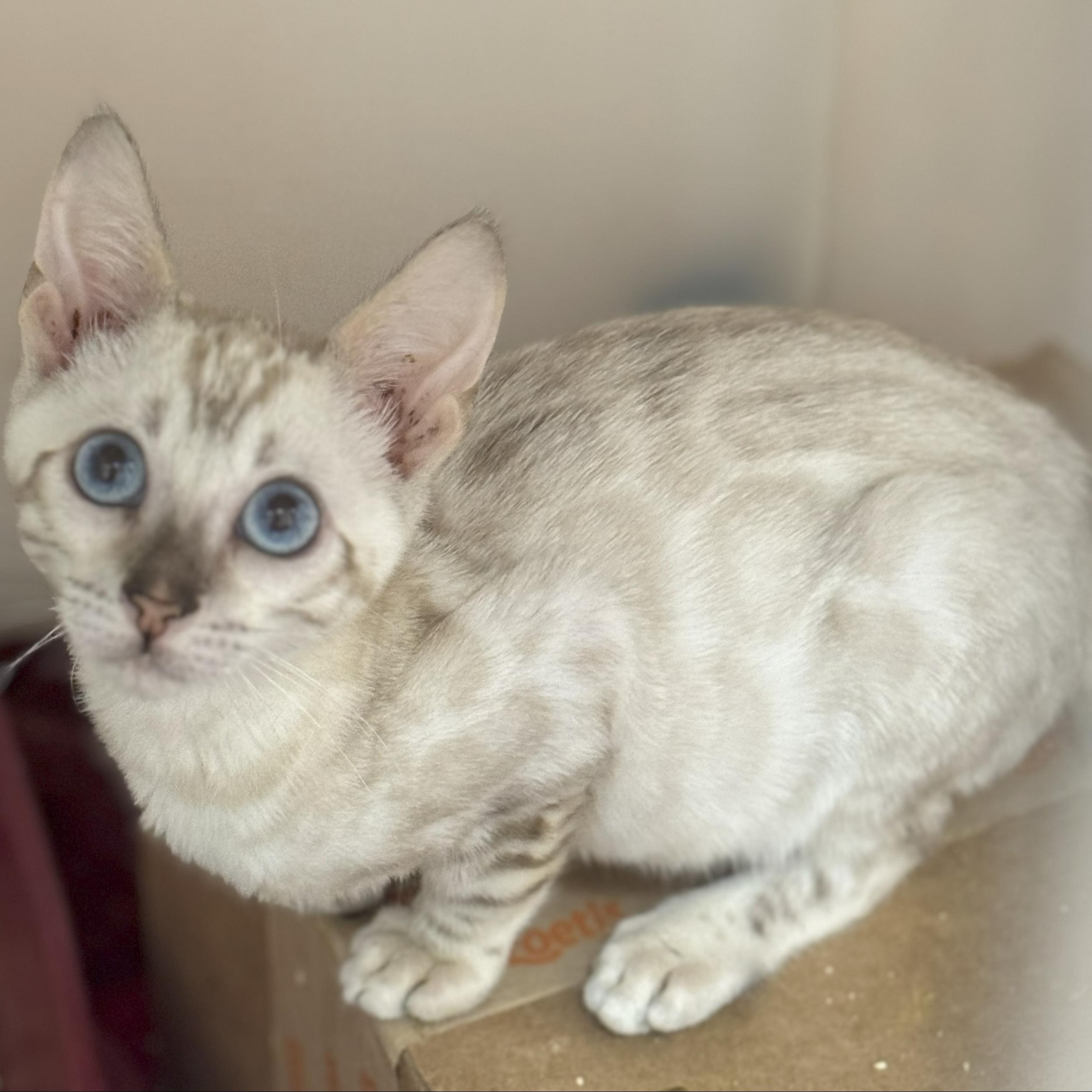 CAT FOSTERS NEEDED